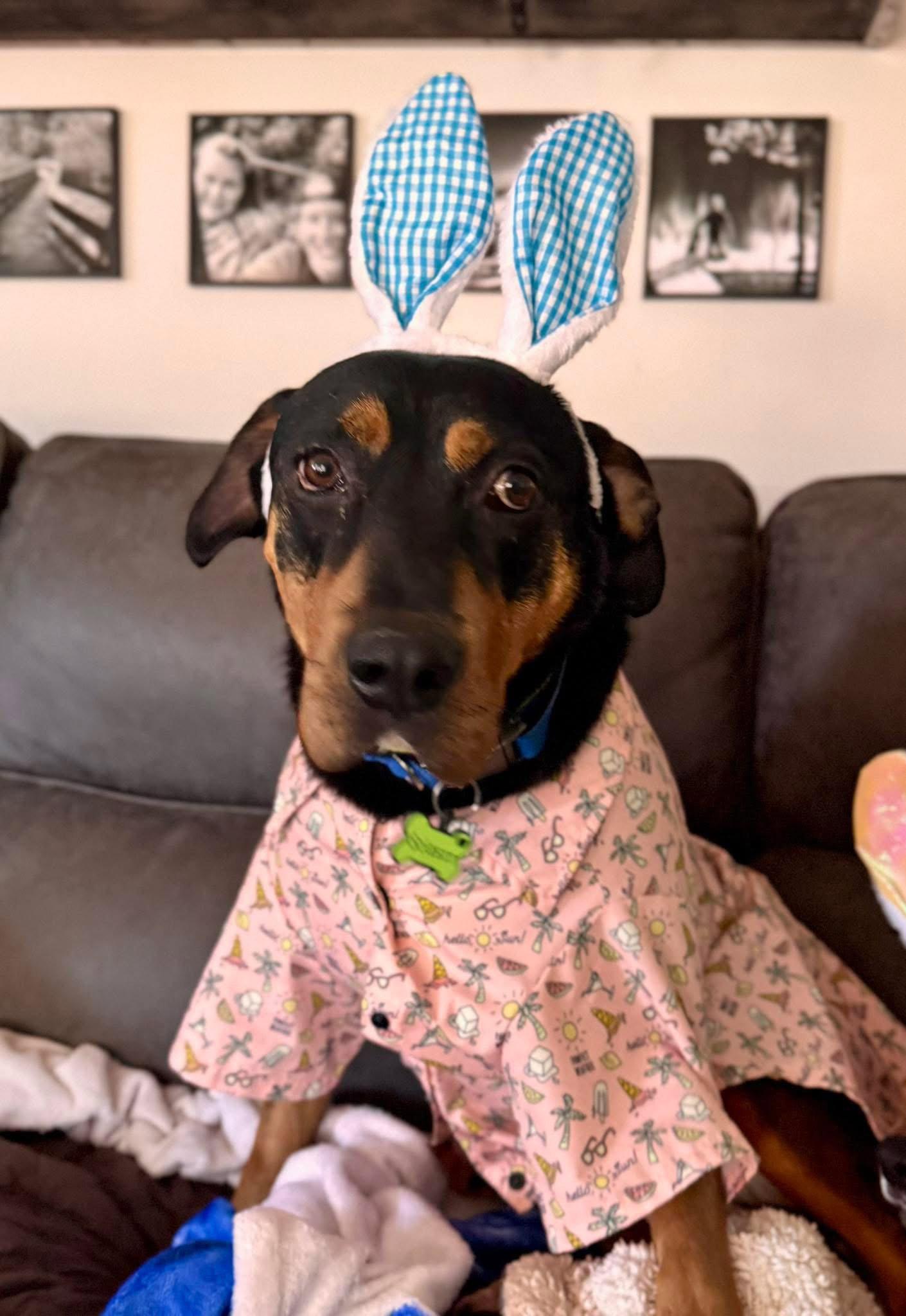 Enlarge Solason, a Adoptable Hound in New London, WI image 1/3