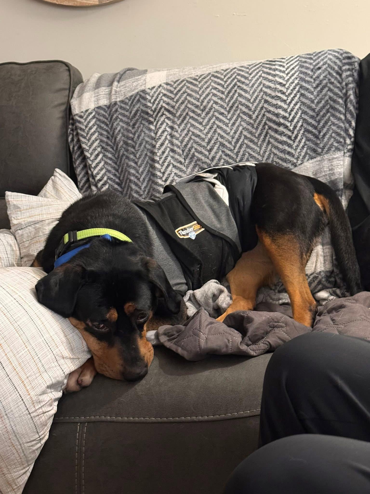 Enlarge Solason, a Adoptable Hound in New London, WI image 2/3