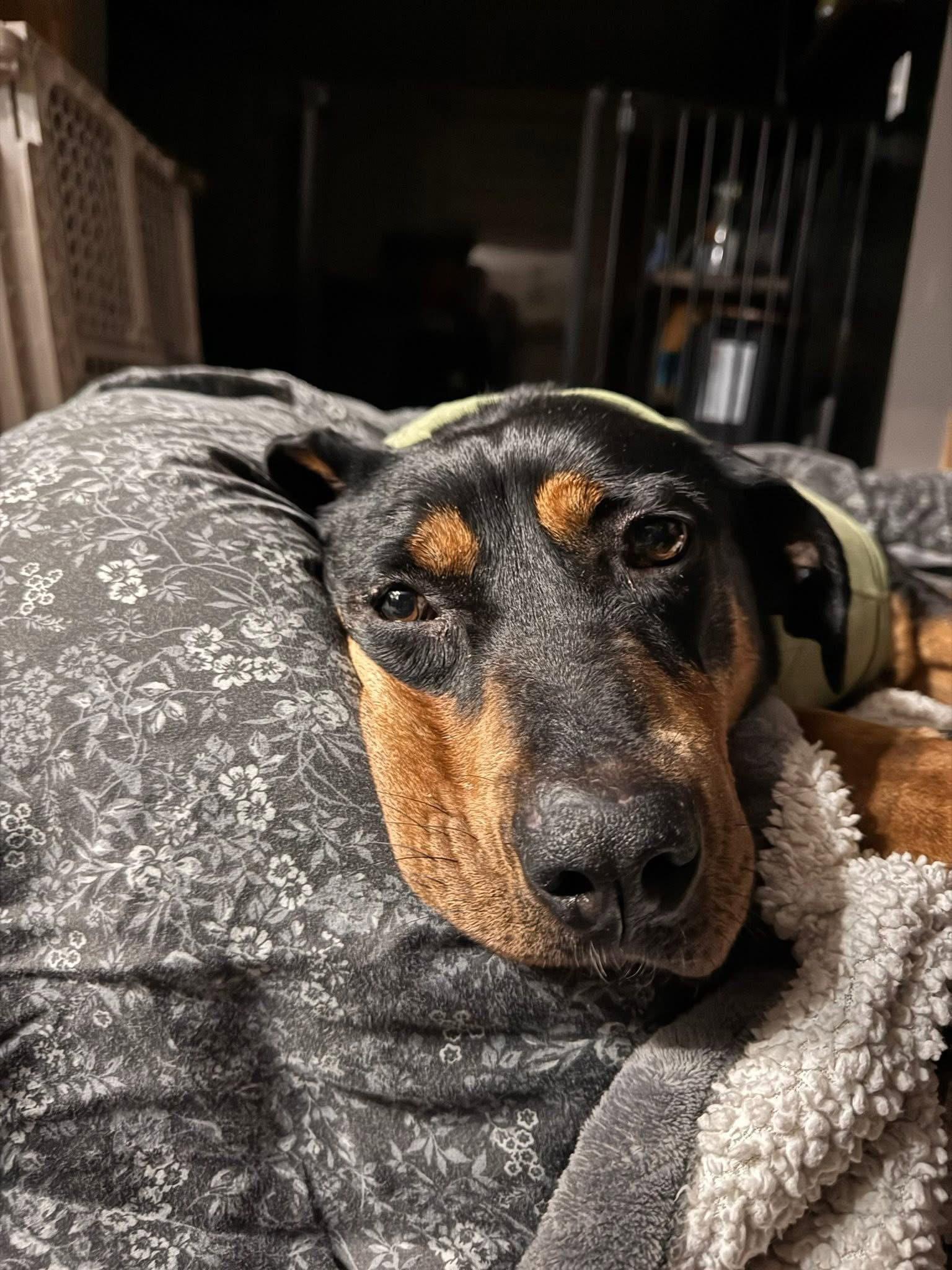 Enlarge Solason, a Adoptable Hound in New London, WI image 3/3