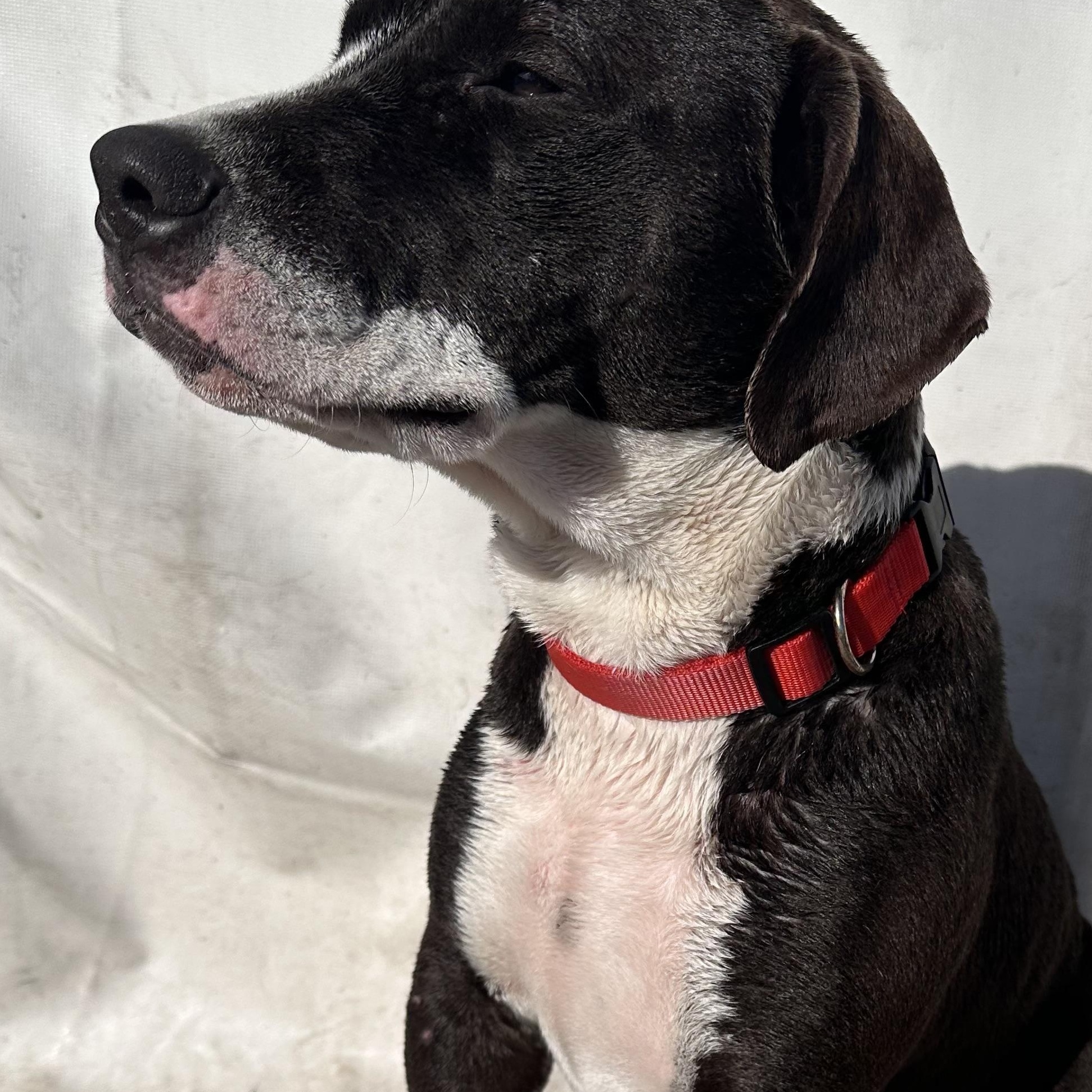 Enlarge Honeybun, a ADOPTABLE mixed breed in Torrance, CA image 3/3