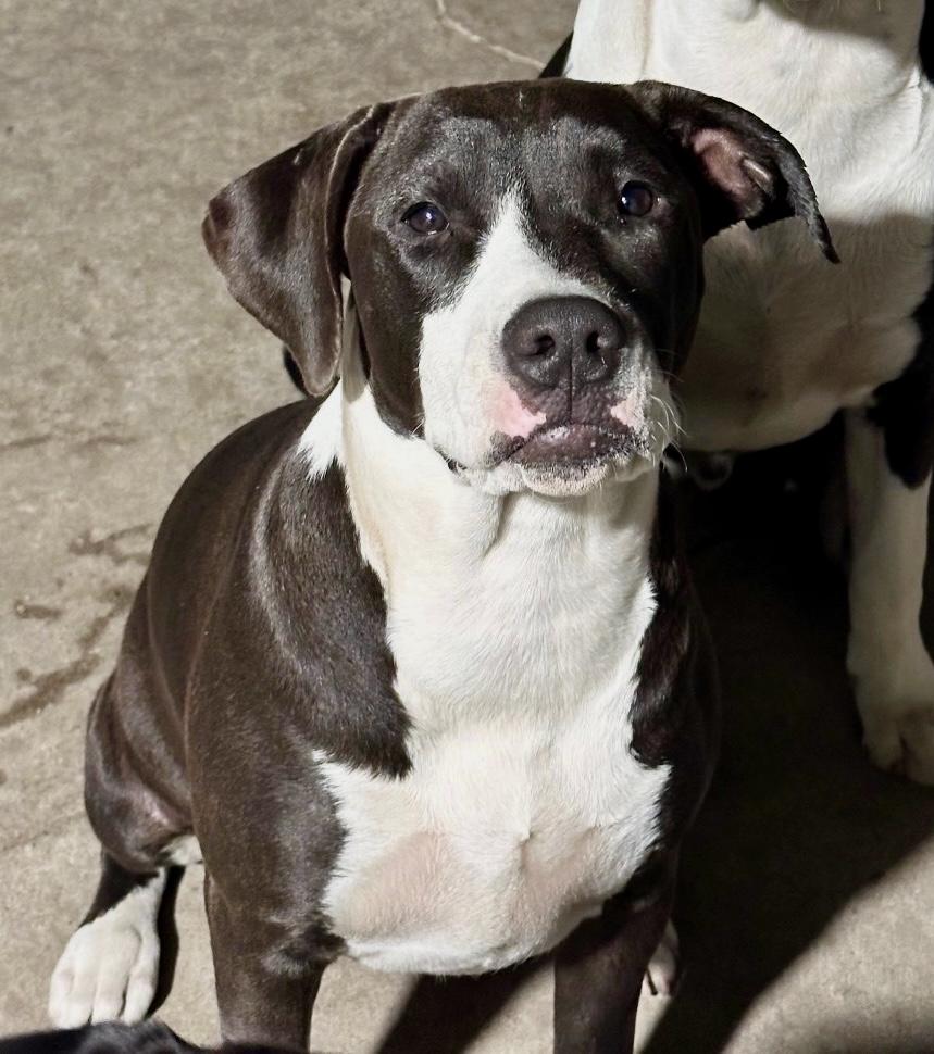 Honeybun, ADOPTABLE, Puppy Female Black Labrador Retriever & Pit Bull Terrier.