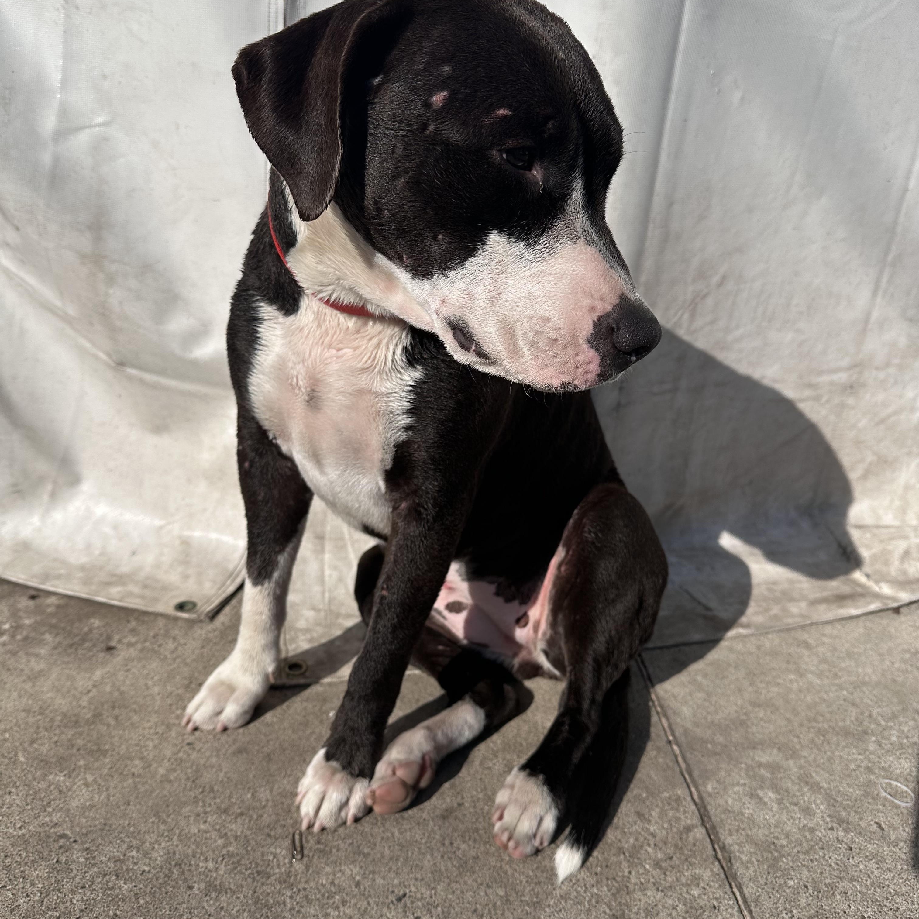 Enlarge Honeybun, a ADOPTABLE mixed breed in Torrance, CA image 2/3