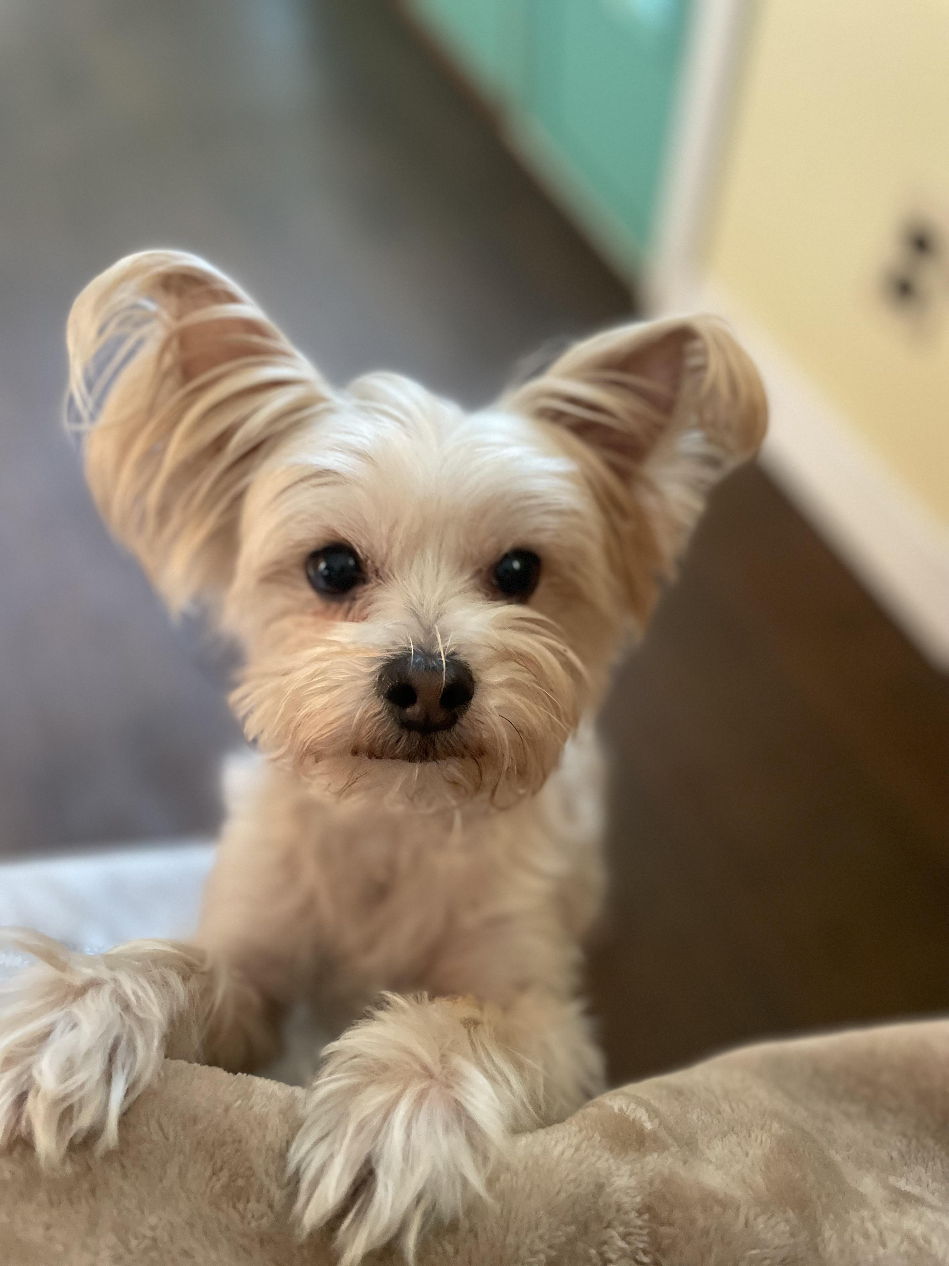 Enlarge Lulu and Chewy, a bonded pair, a ADOPTABLE Yorkshire Terrier in Wilmington, DE image 3/4