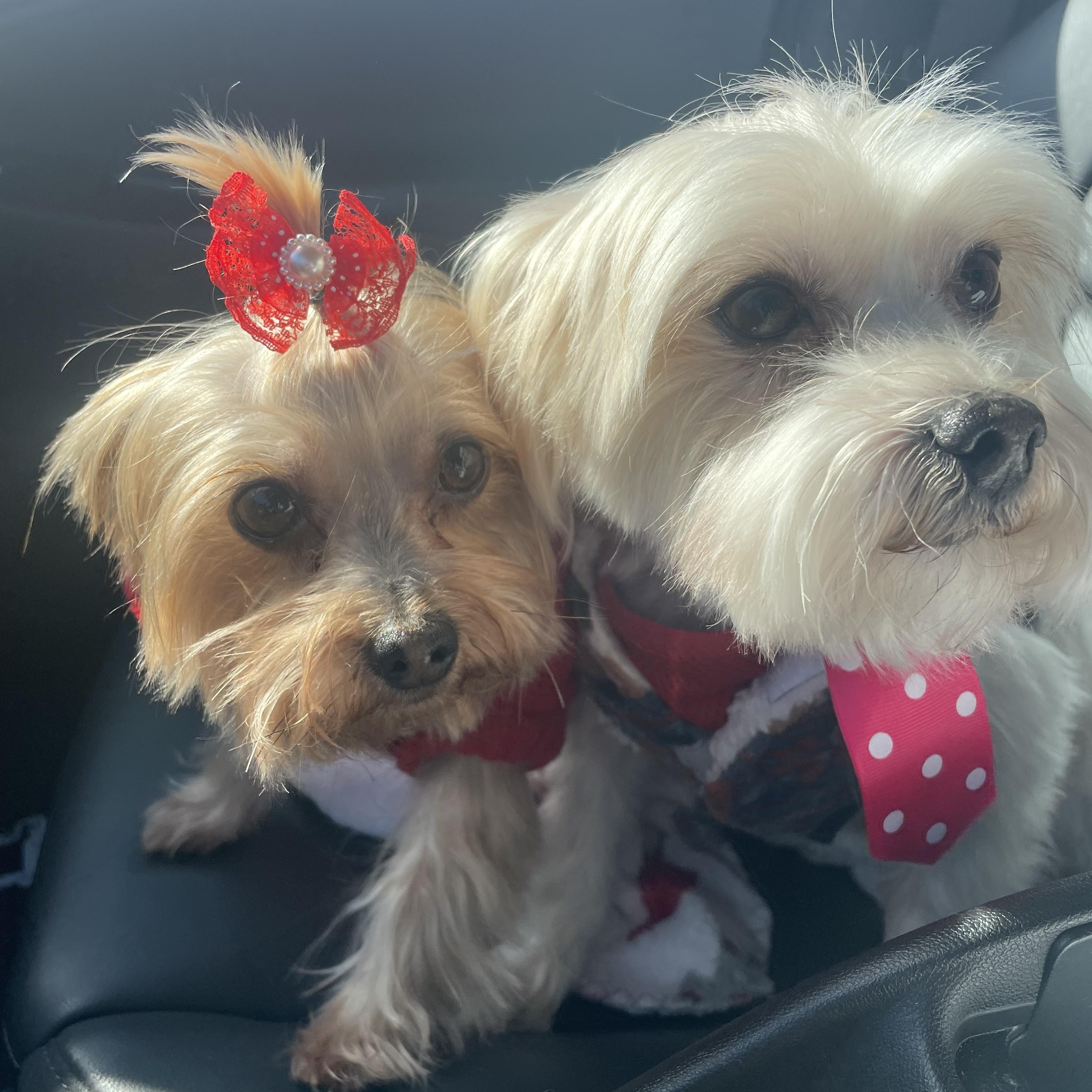 Enlarge Lulu and Chewy, a bonded pair, a ADOPTABLE Yorkshire Terrier in Wilmington, DE image 1/4
