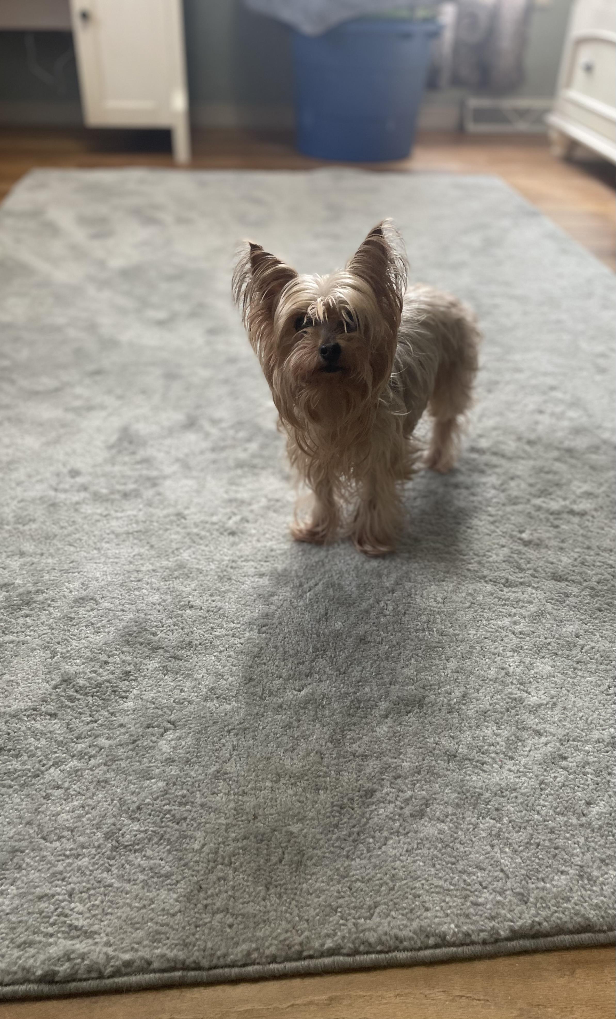 Enlarge Lulu and Chewy, a bonded pair, a ADOPTABLE Yorkshire Terrier in Wilmington, DE image 2/4