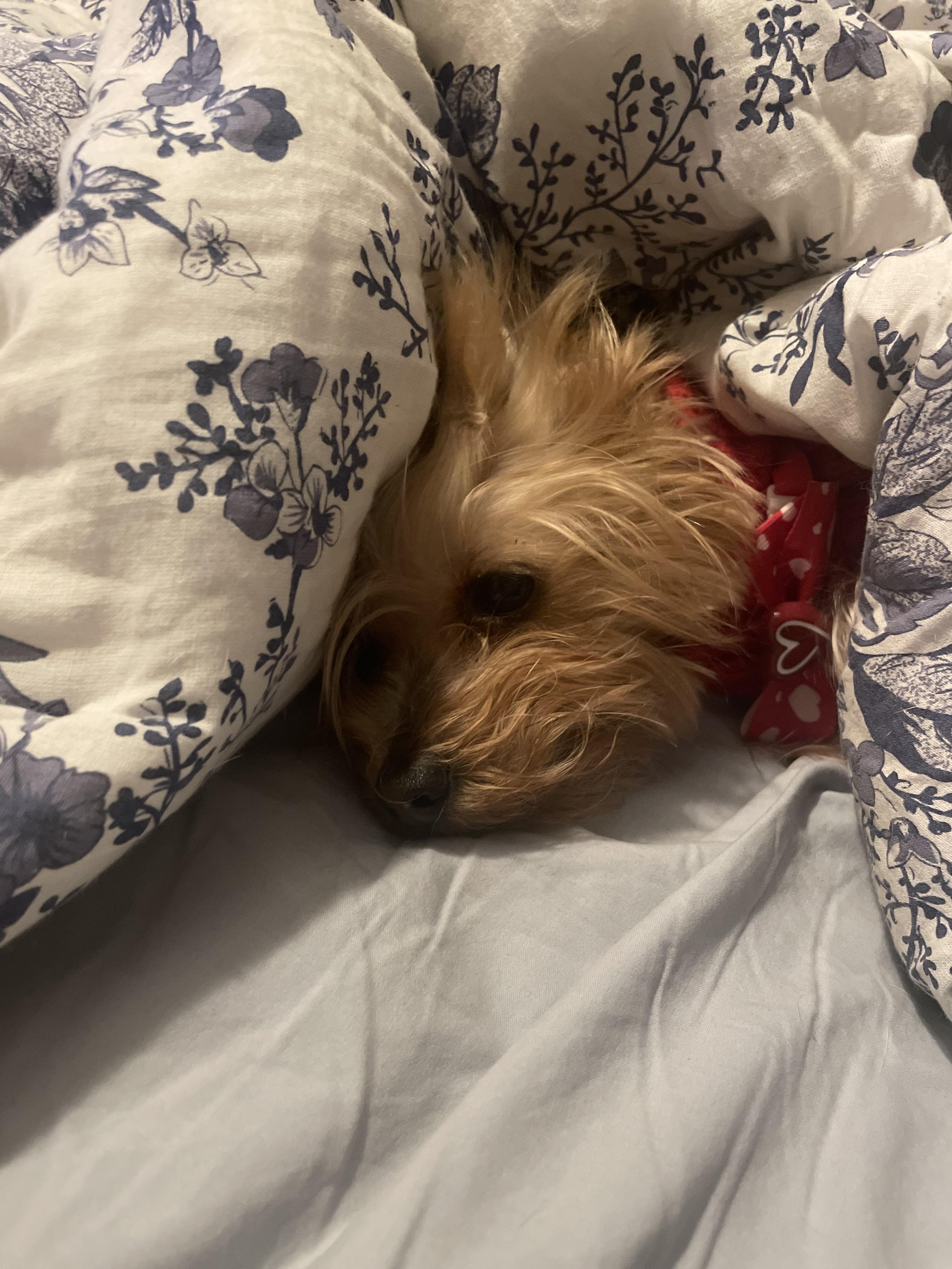 Enlarge Lulu and Chewy, a bonded pair, a ADOPTABLE Yorkshire Terrier in Wilmington, DE image 4/4