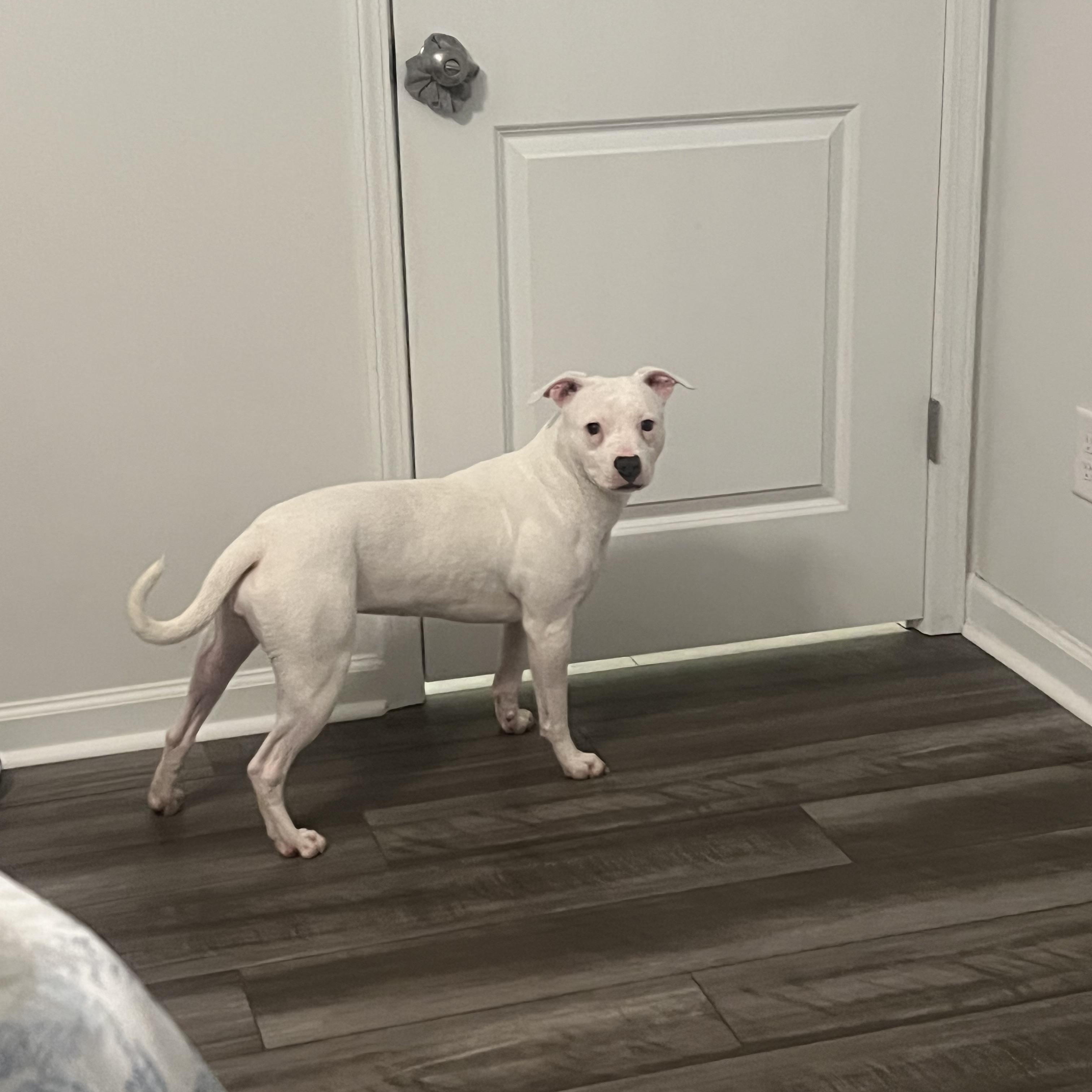 Enlarge Spirit, a ADOPTABLE mixed breed in Concord, NC image 3/3