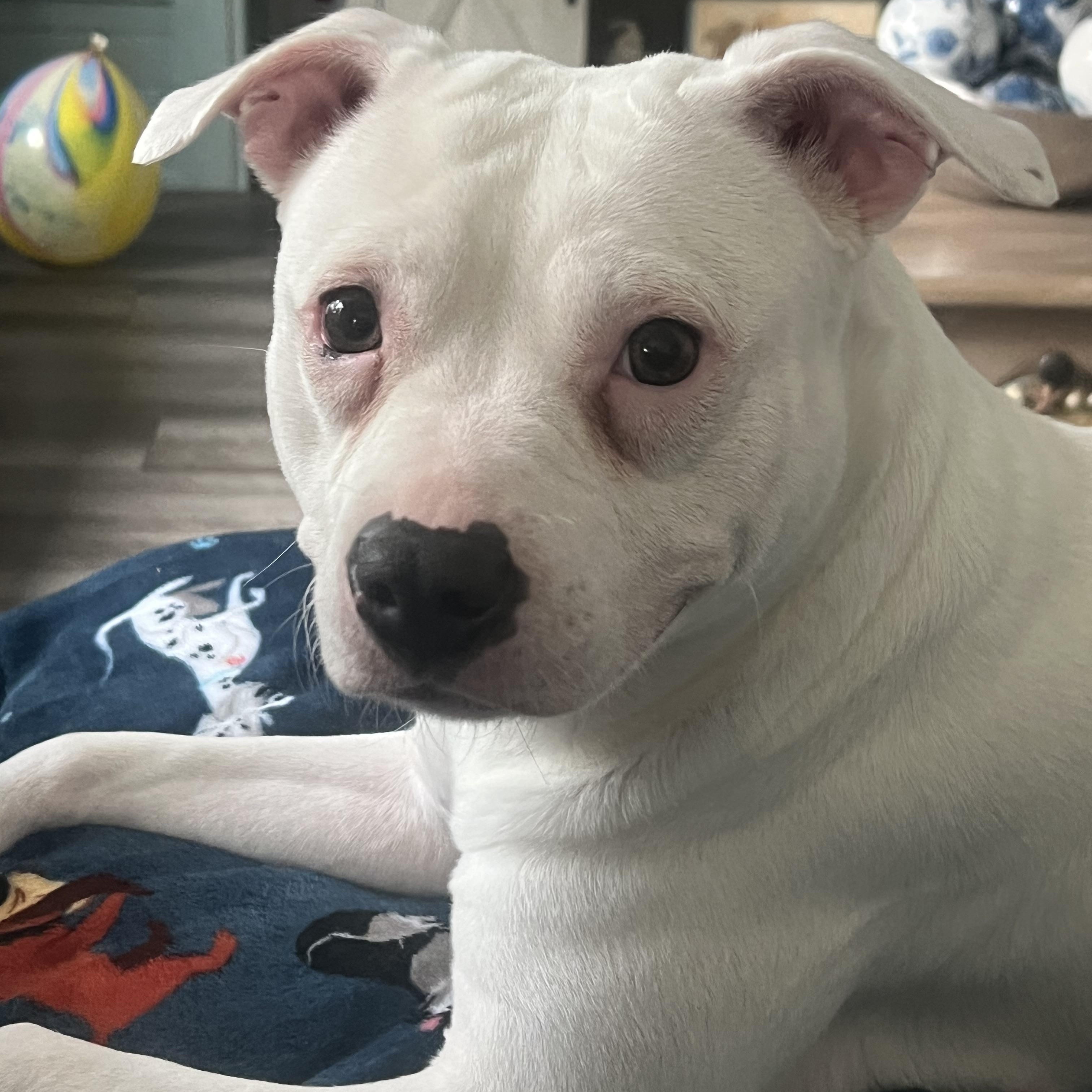 Enlarge Spirit, a ADOPTABLE mixed breed in Concord, NC image 1/3