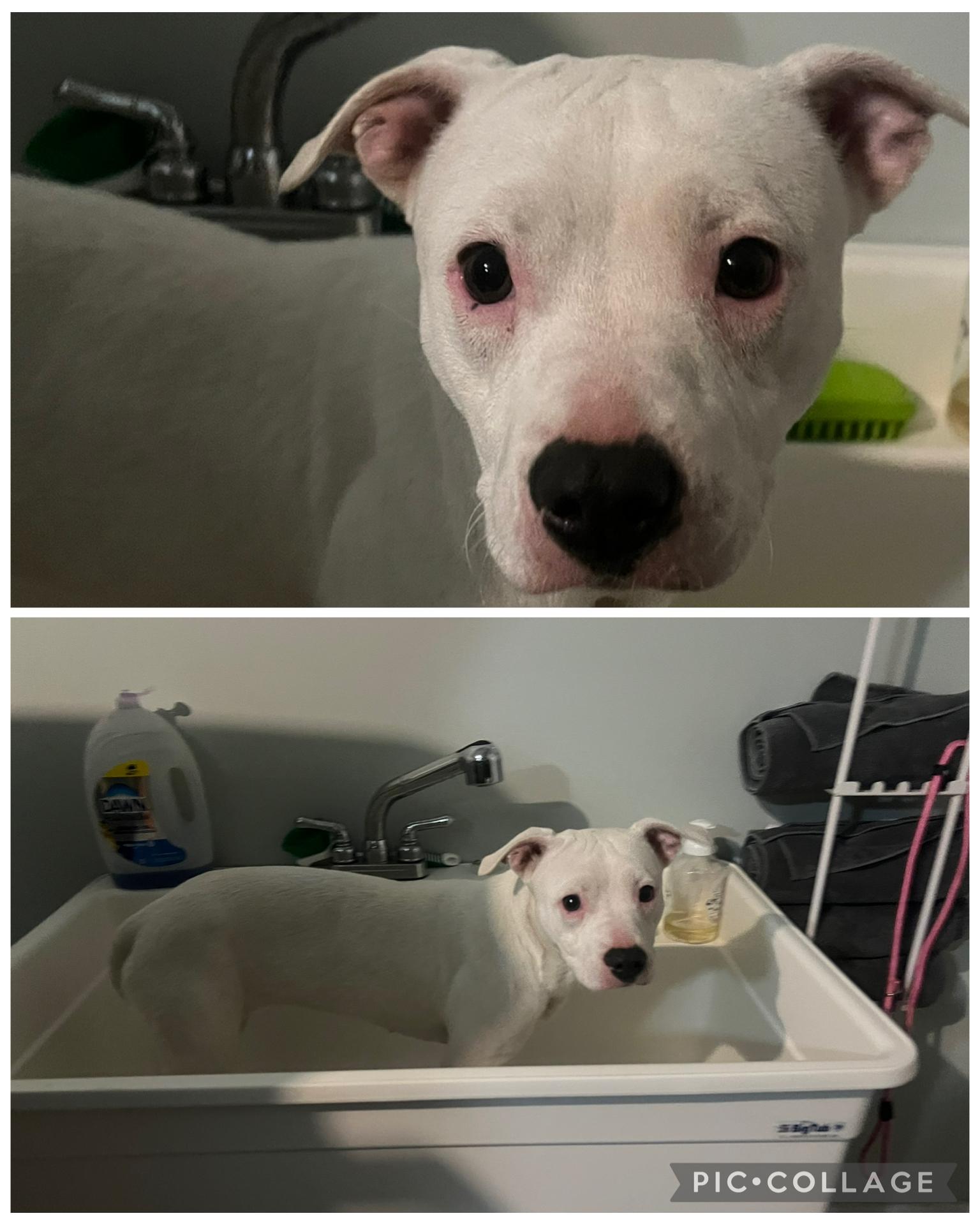 Enlarge Spirit, a ADOPTABLE mixed breed in Concord, NC image 2/3