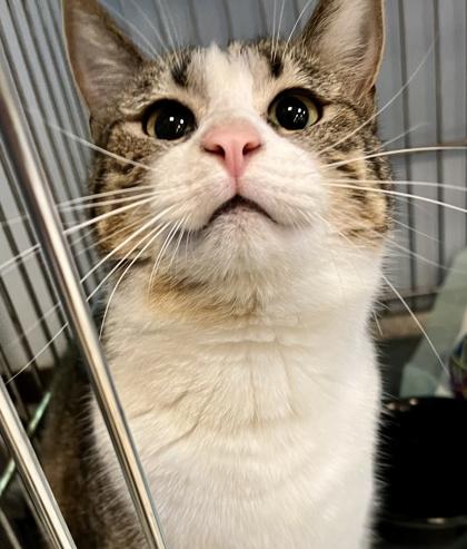 Enlarge West, a ADOPTABLE Domestic Short Hair in Lafayette, IN image 1/1
