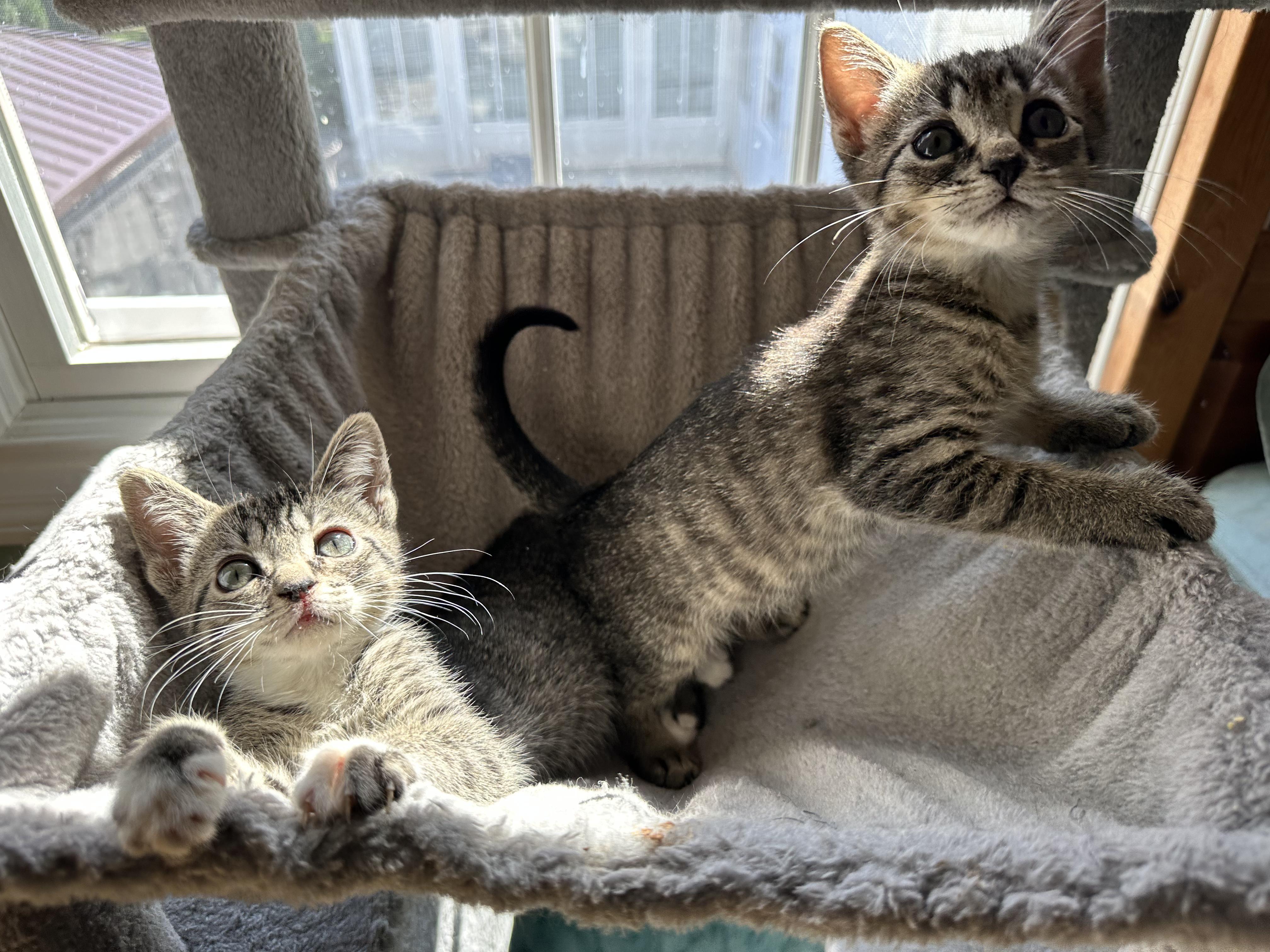 Enlarge Bobbi, a Adoptable Tabby in Sewaren, NJ image 4/5