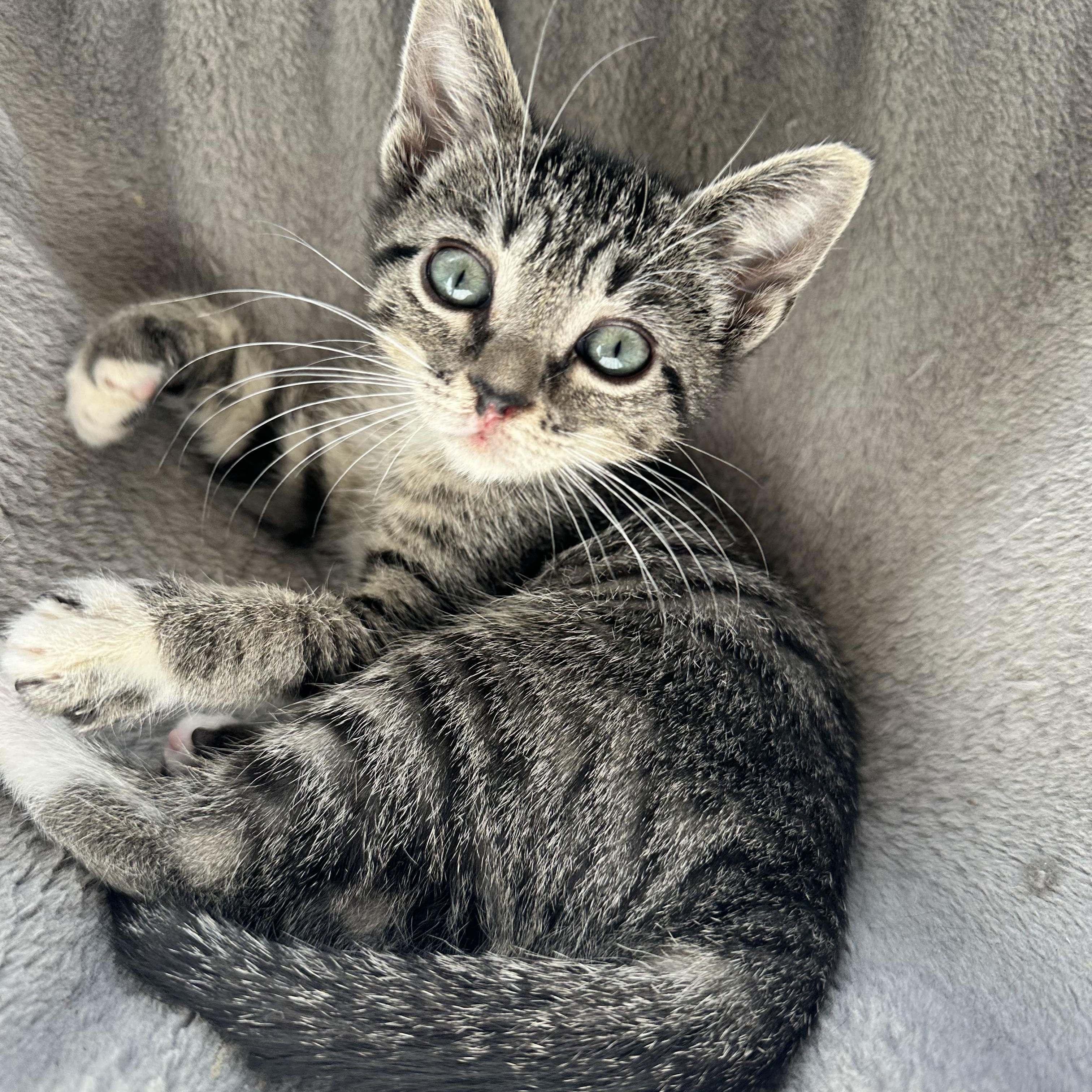Enlarge Bobbi, a Adoptable Tabby in Sewaren, NJ image 1/5