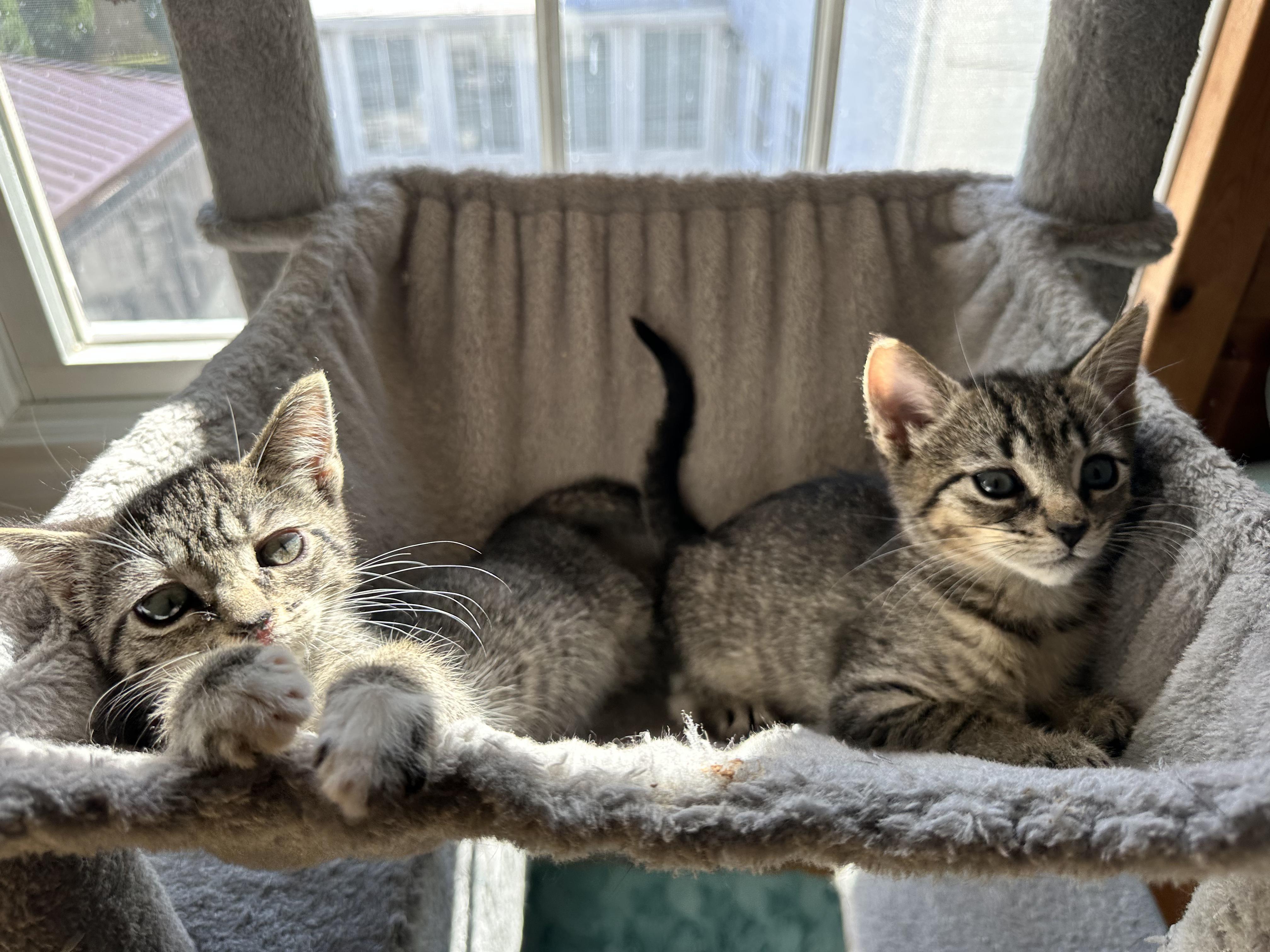 Enlarge Bobbi, a Adoptable Tabby in Sewaren, NJ image 3/5