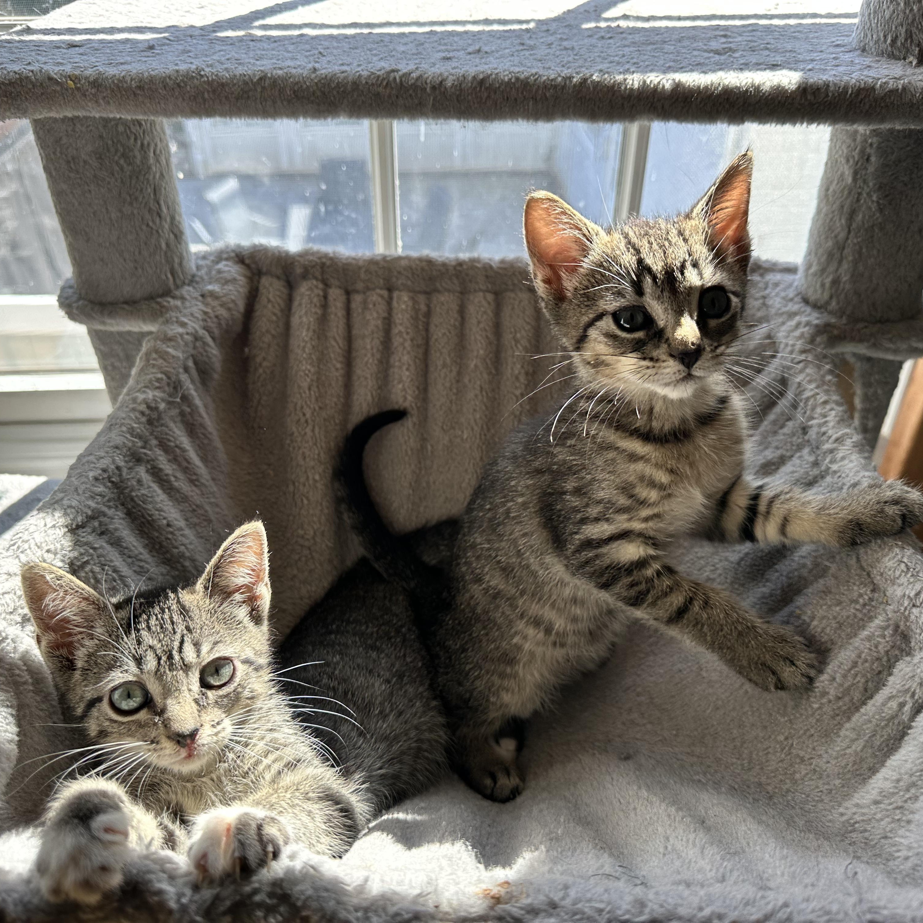 Enlarge Bobbi, a Adoptable Tabby in Sewaren, NJ image 2/5
