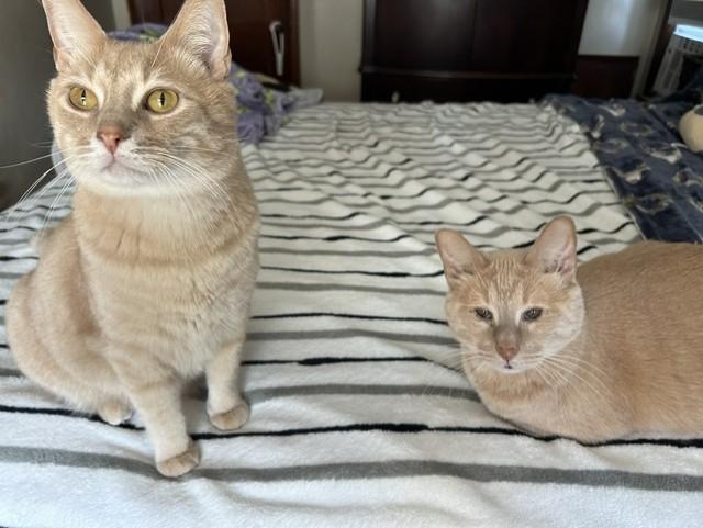 Enlarge Snowball and Tiger, a ADOPTABLE Domestic Short Hair in CANONSBURG, PA image 1/1