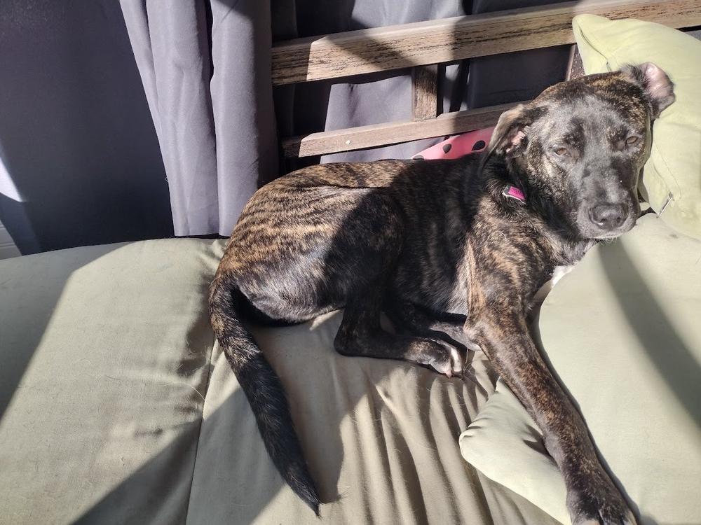 Jules, Adoptable, Adult Female Mountain Cur.