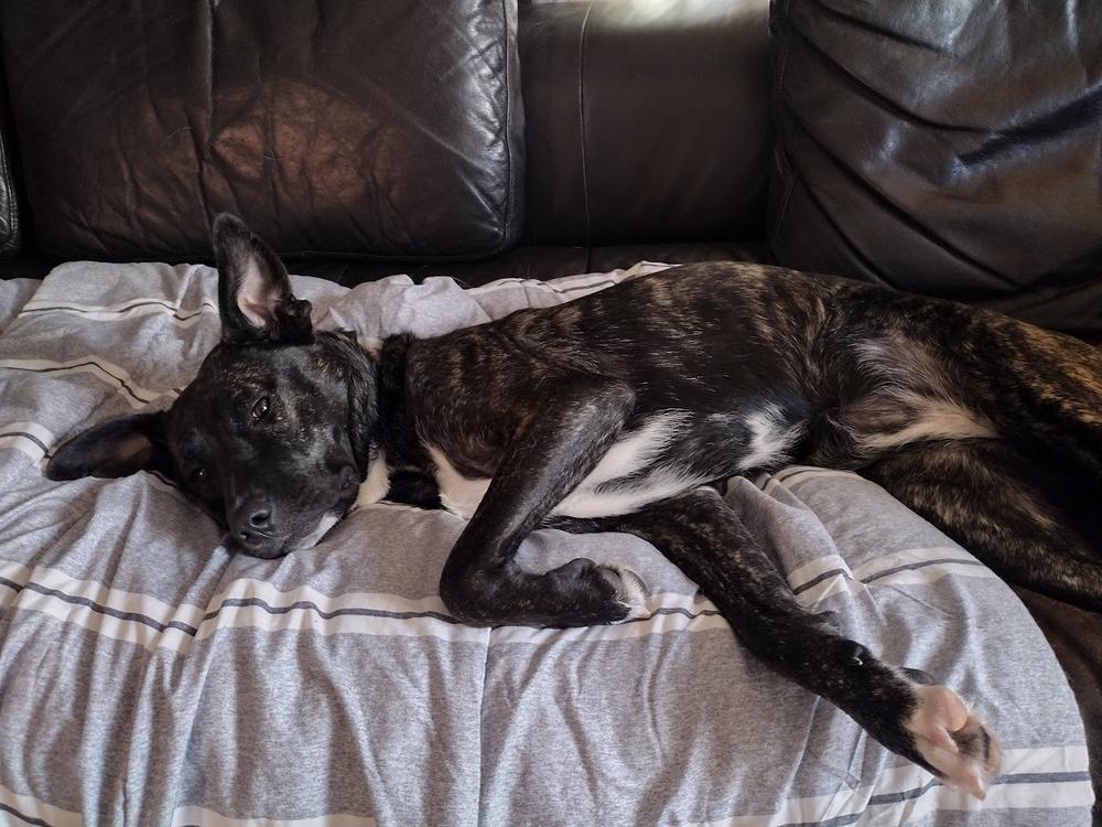 Enlarge Jules, a Adoptable mixed breed in Boston, MA image 2/6