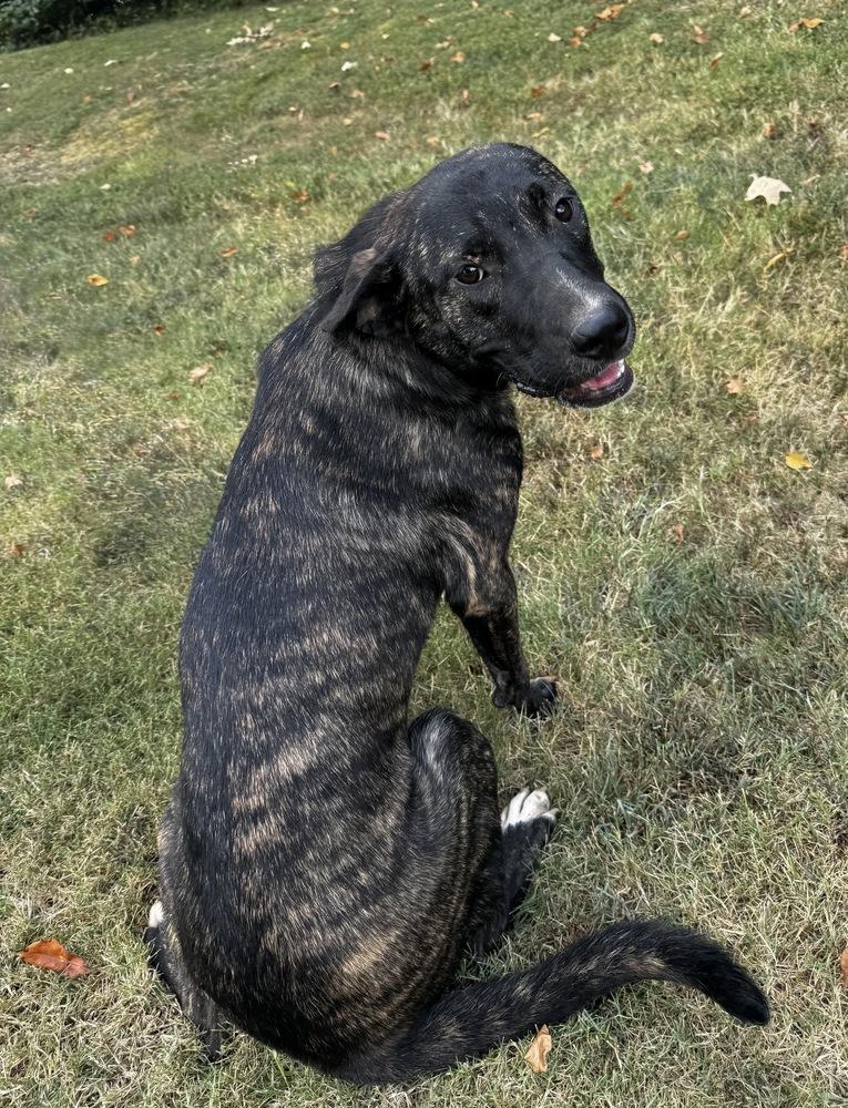 Enlarge Jules, a Adoptable mixed breed in Boston, MA image 3/6