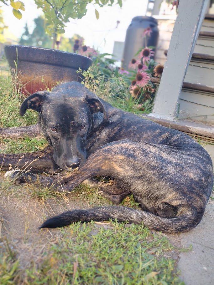 Enlarge Jules, a Adoptable mixed breed in Boston, MA image 4/6