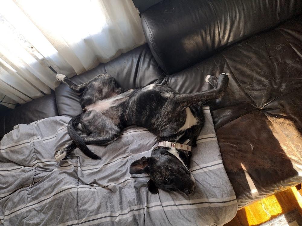 Enlarge Jules, a Adoptable mixed breed in Boston, MA image 5/6