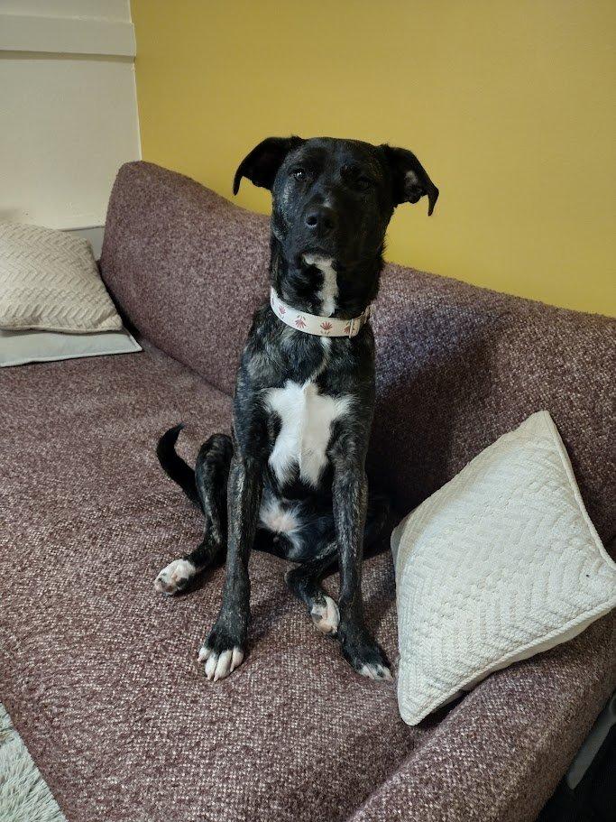 Enlarge Jules, a Adoptable mixed breed in Boston, MA image 6/6