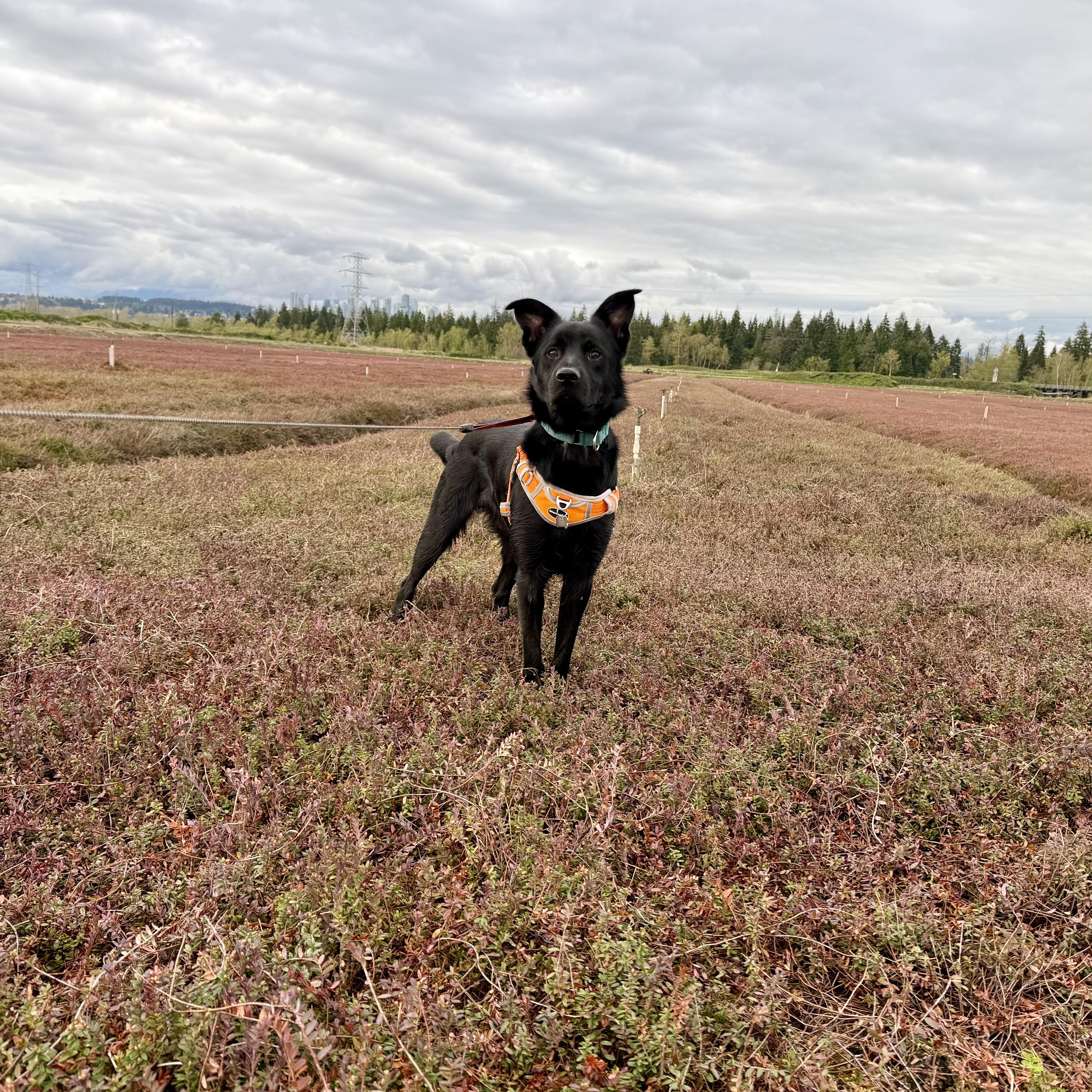 Enlarge Buddy, an adopted Mixed Breed in North Vancouver, BC image 2/6