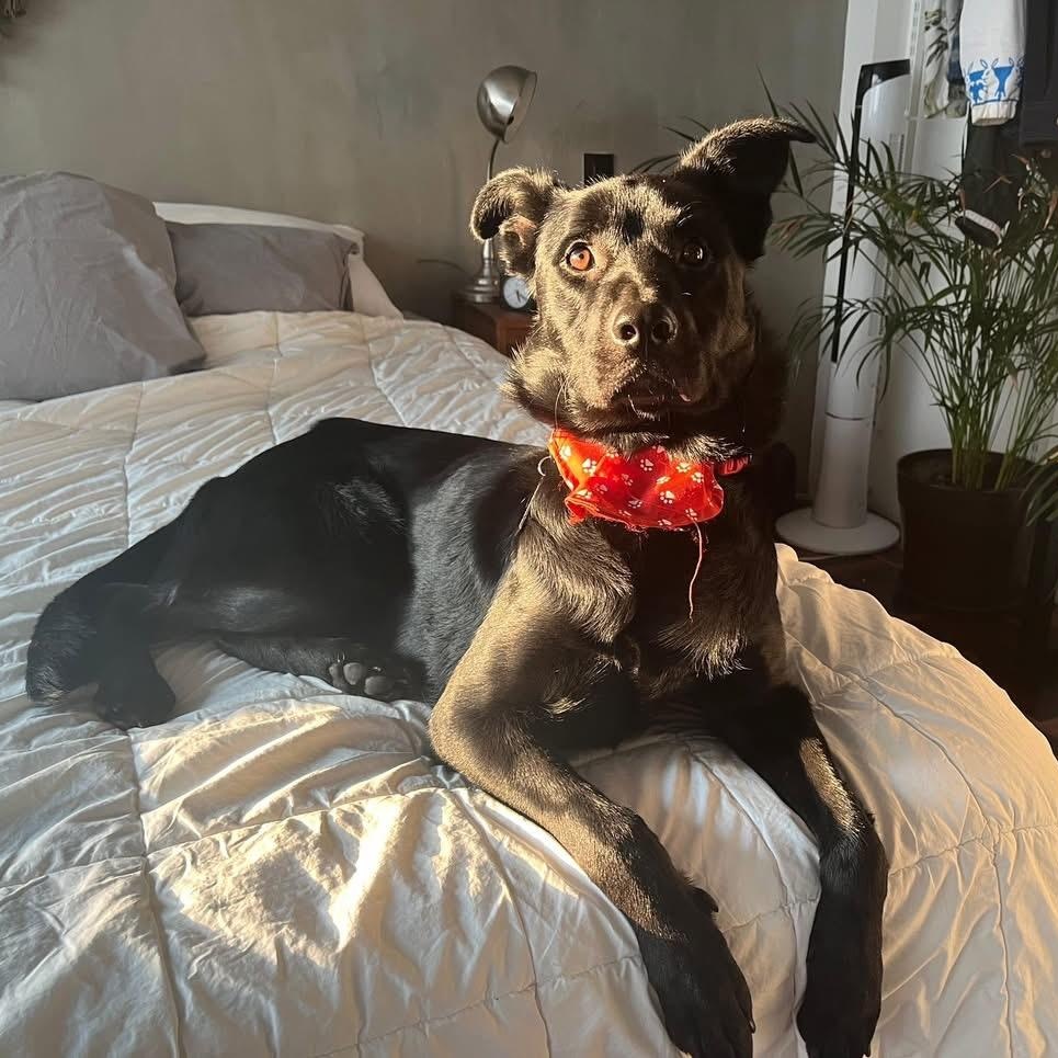 Enlarge Buddy, an adopted Mixed Breed in North Vancouver, BC image 6/6