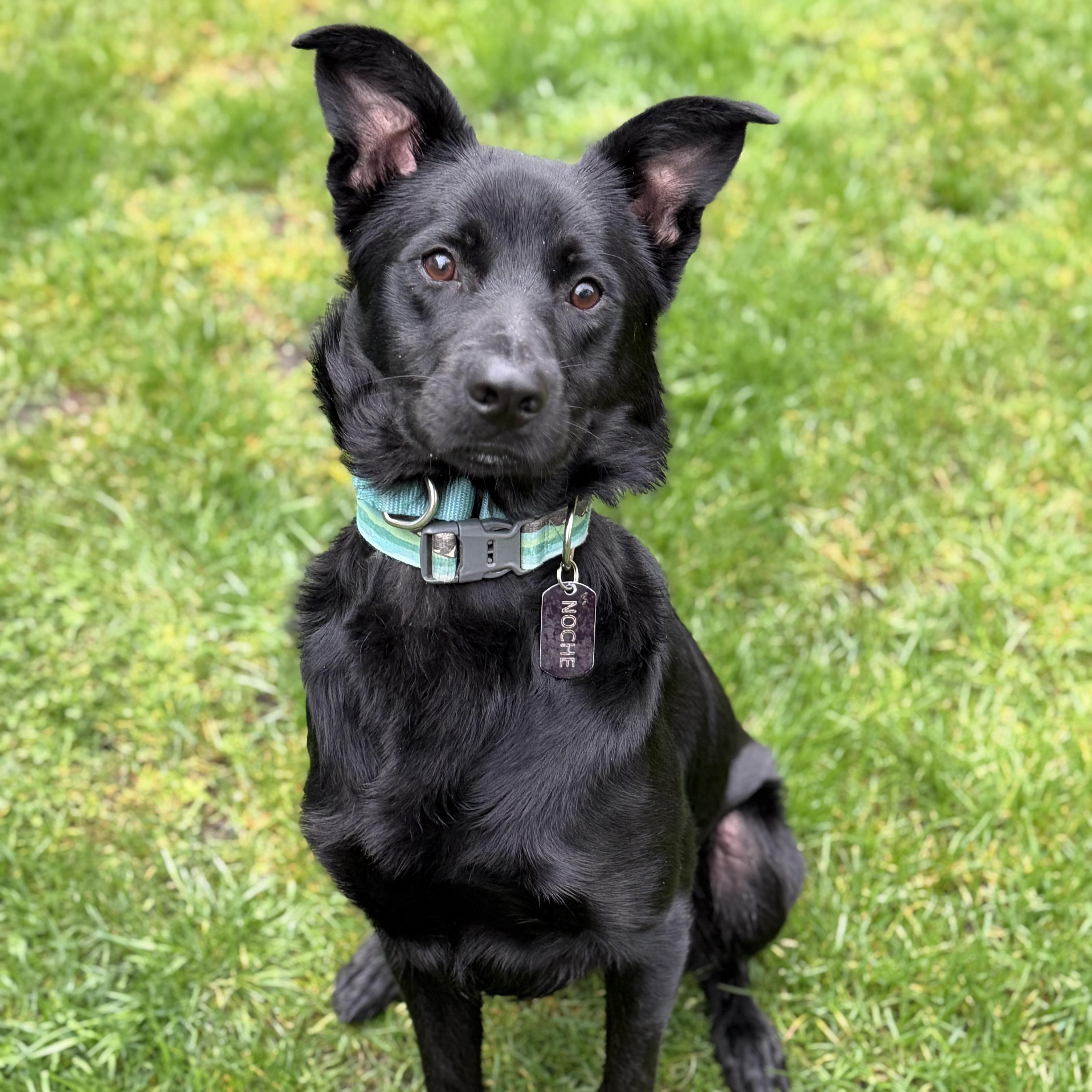 Enlarge Buddy, an adopted Mixed Breed in North Vancouver, BC image 1/6