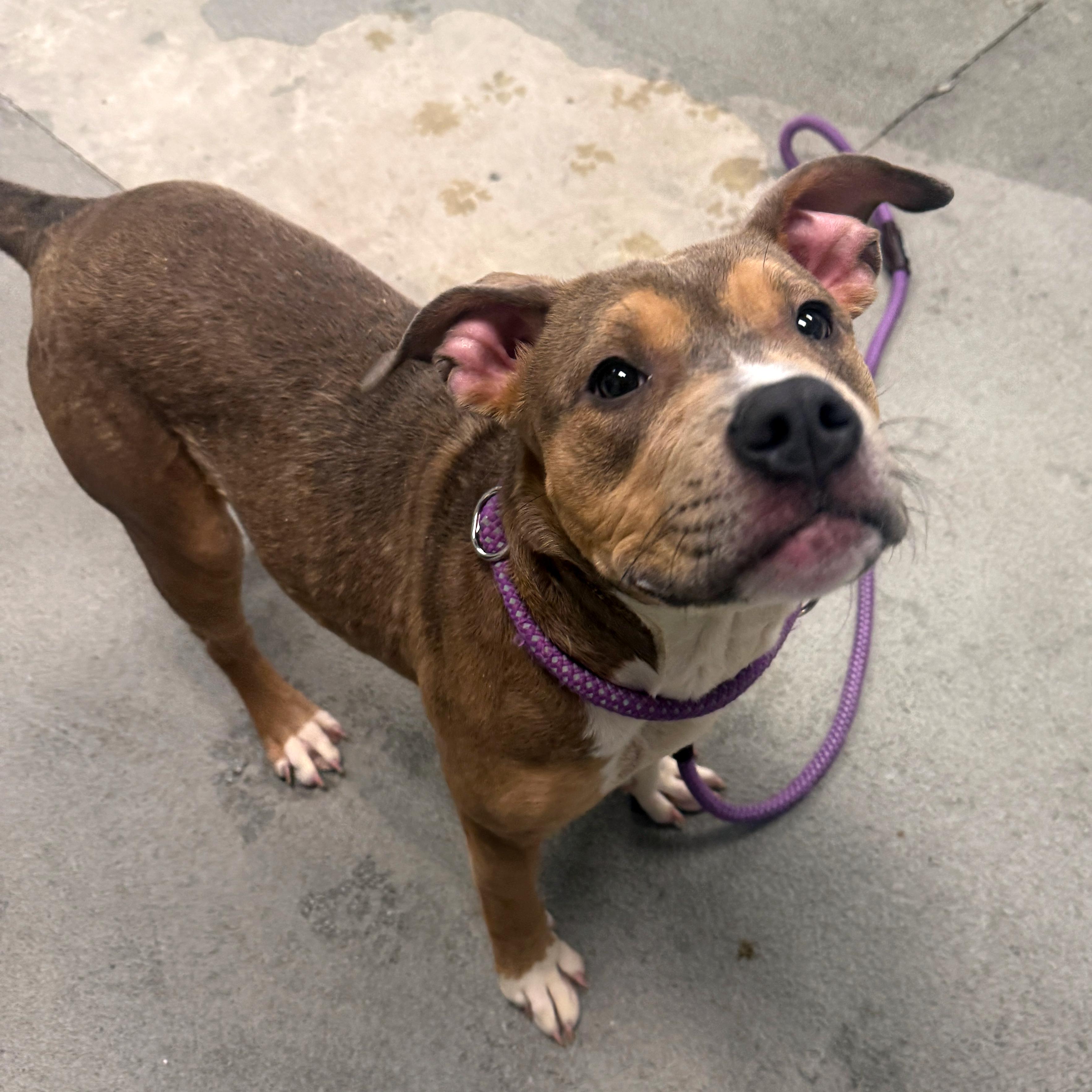 Doe, ADOPTABLE, Young Female Pit Bull Terrier.
