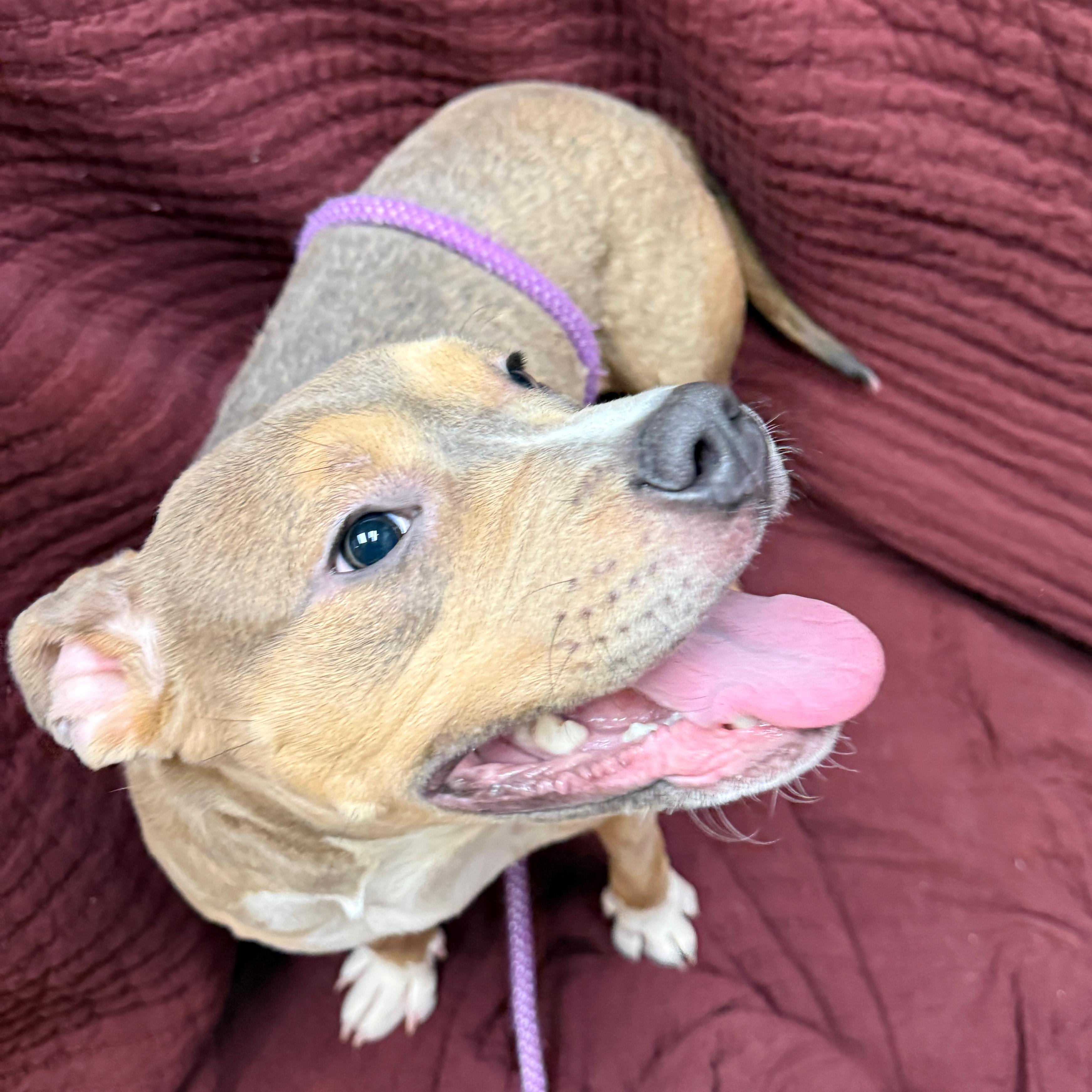 Enlarge Doe, a other Pit Bull Terrier in Urbana, IL image 3/3