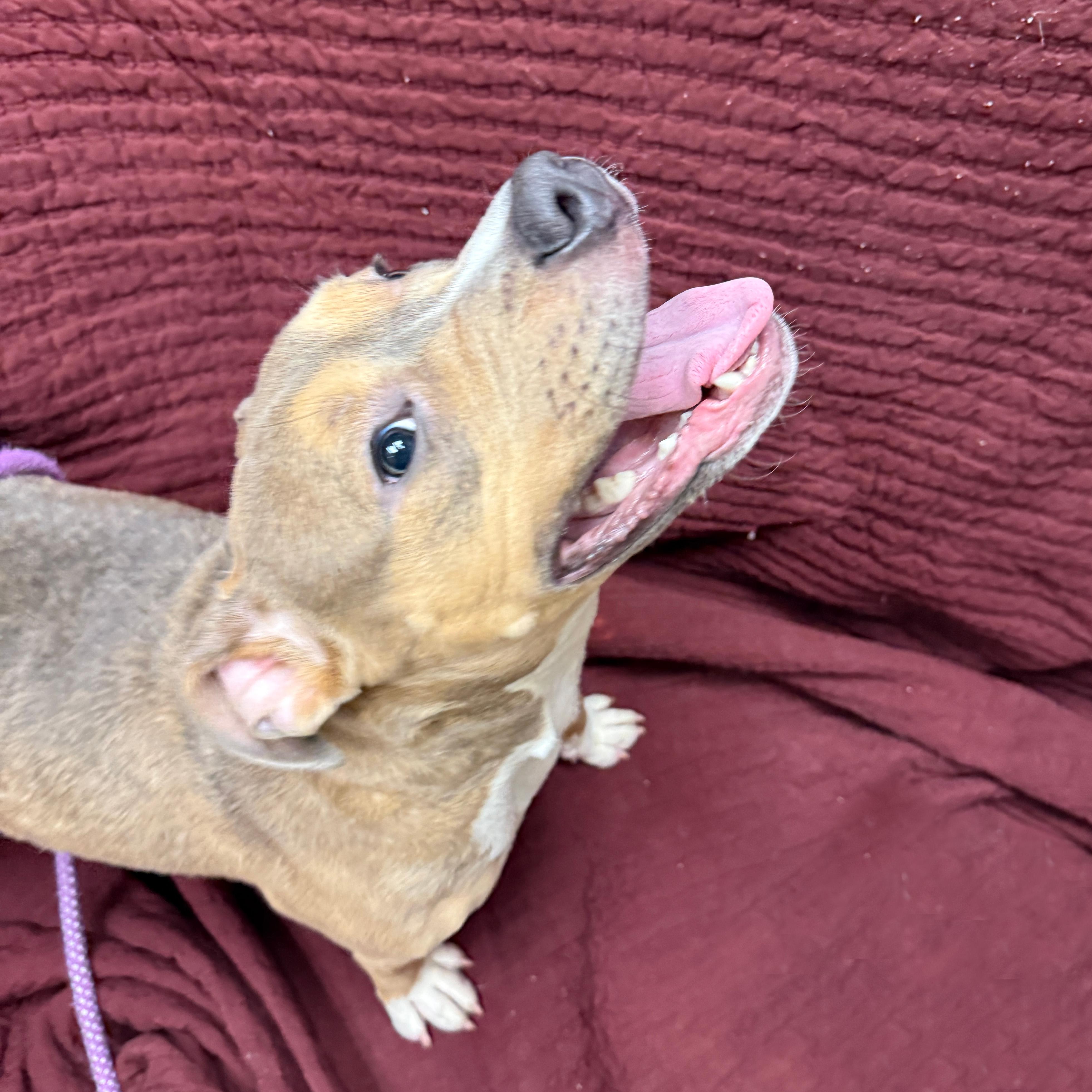 Enlarge Doe, a other Pit Bull Terrier in Urbana, IL image 1/3