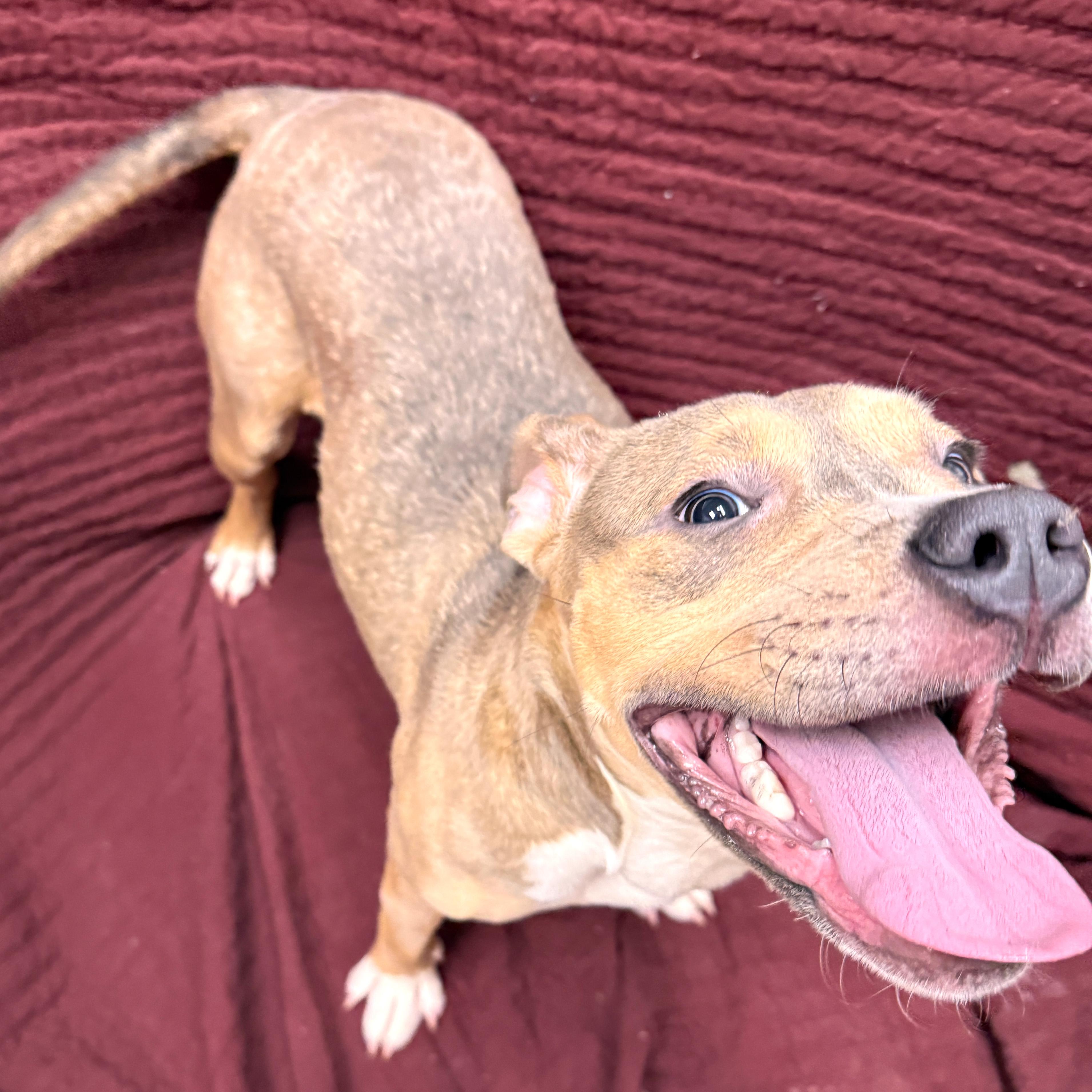 Enlarge Doe, a other Pit Bull Terrier in Urbana, IL image 2/3