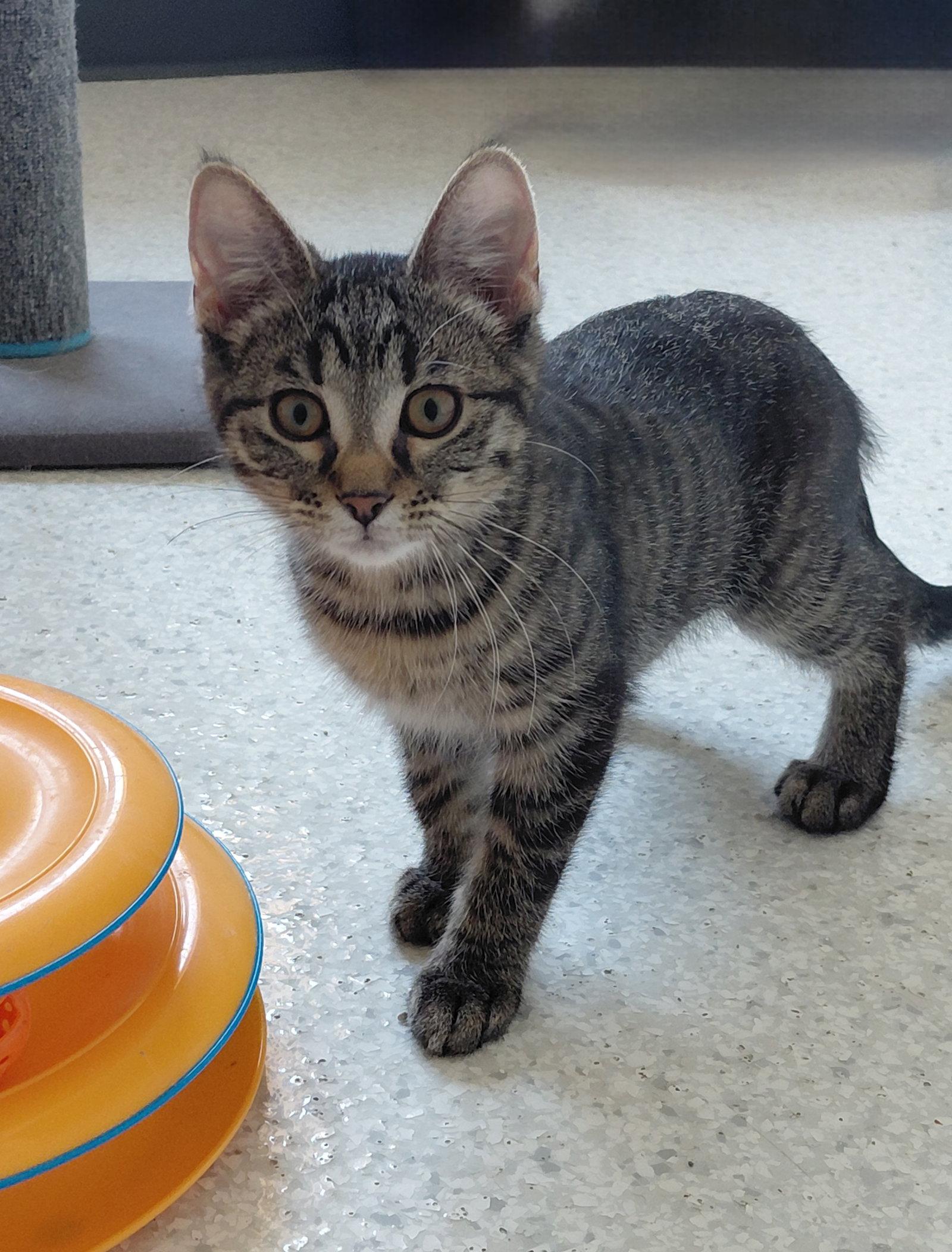 Enlarge Allie, a Adoptable Domestic Short Hair in Montello, WI image 1/3
