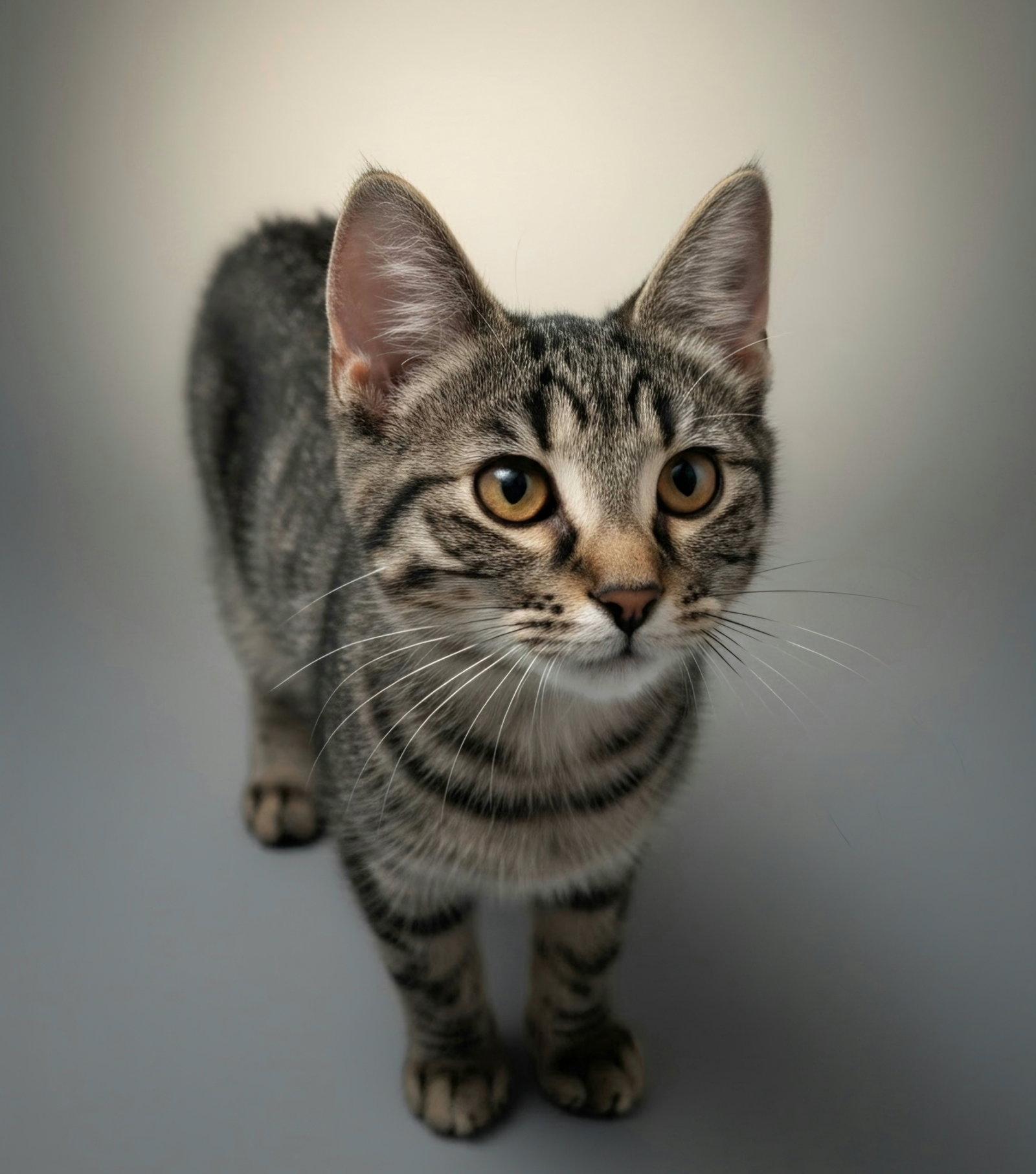 Enlarge Allie, a Adoptable Domestic Short Hair in Montello, WI image 2/3