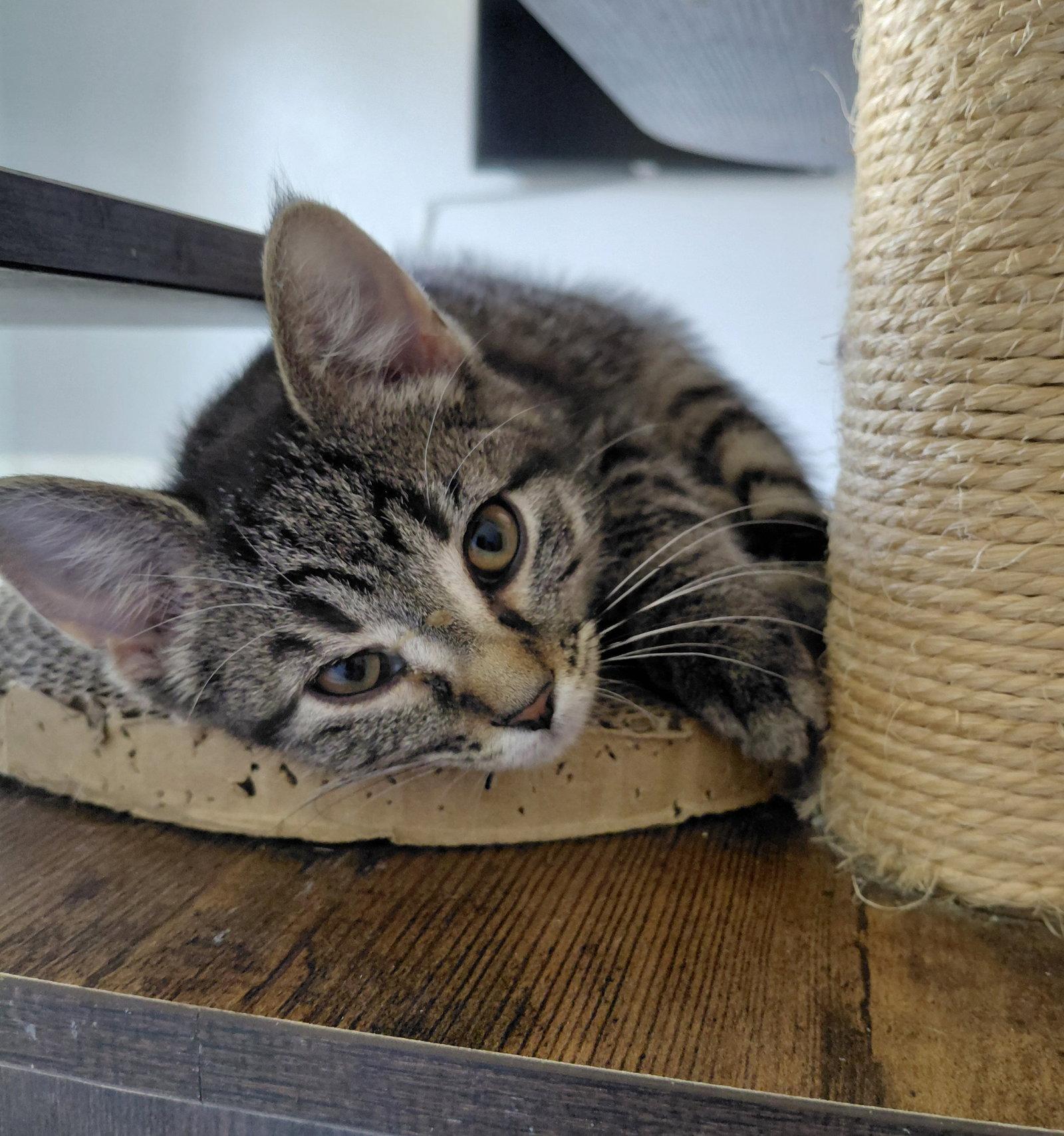 Enlarge Allie, a Adoptable Domestic Short Hair in Montello, WI image 3/3