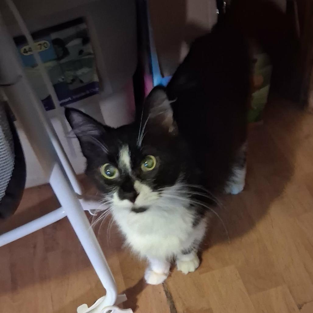 Jewel, Adoptable, Young Female Domestic Medium Hair.