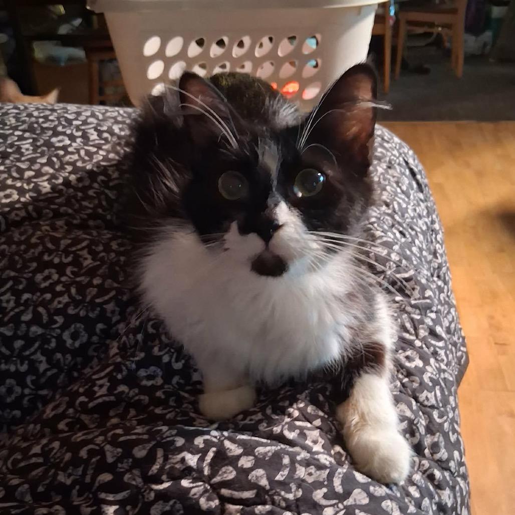 Enlarge Jewel, a Adoptable Domestic Medium Hair in Pittsburg, KS image 2/2