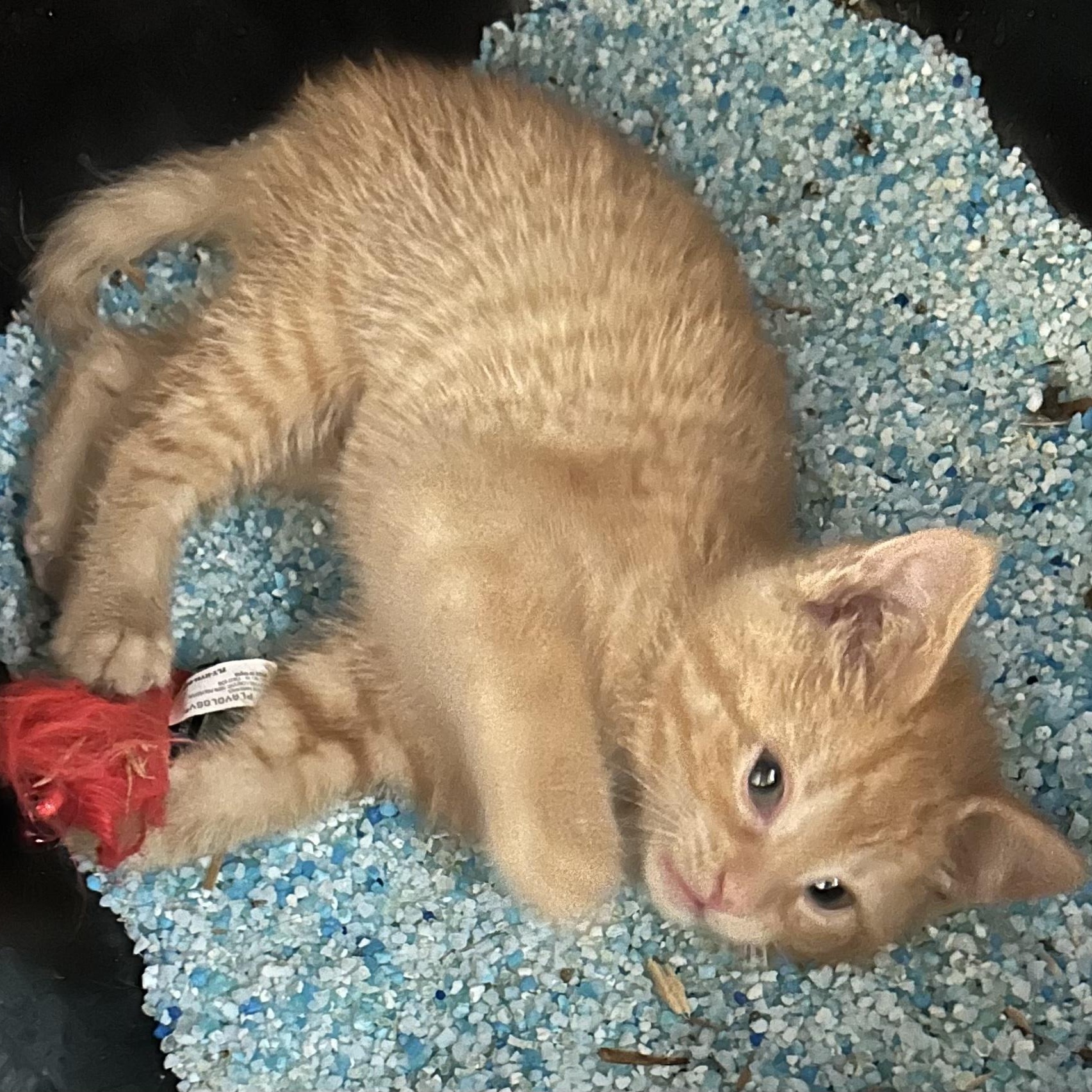 Pumpkin, adopted, Kitten Female Domestic Medium Hair.