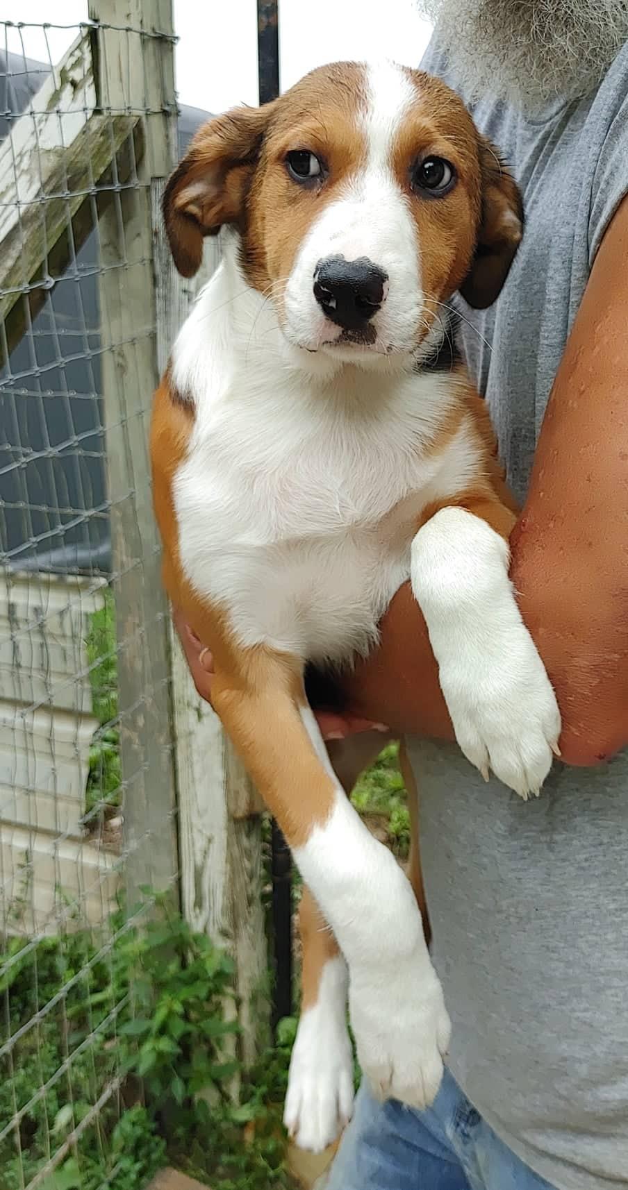 Enlarge Kia, a Adoptable Australian Shepherd in Poland, IN image 1/2