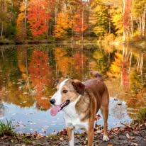 Enlarge Kia, a Adoptable Australian Shepherd in Poland, IN image 2/3