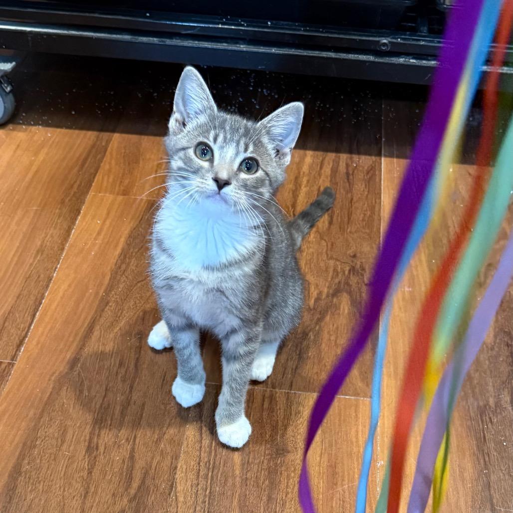 Josie, Adoptable, Kitten Female Domestic Short Hair.