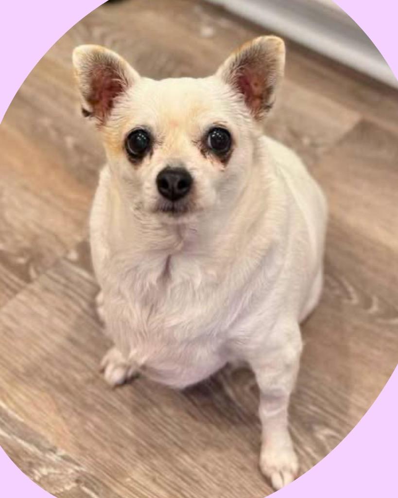 Enlarge Pearly, a Adoptable Chihuahua in Bryan, TX image 1/1