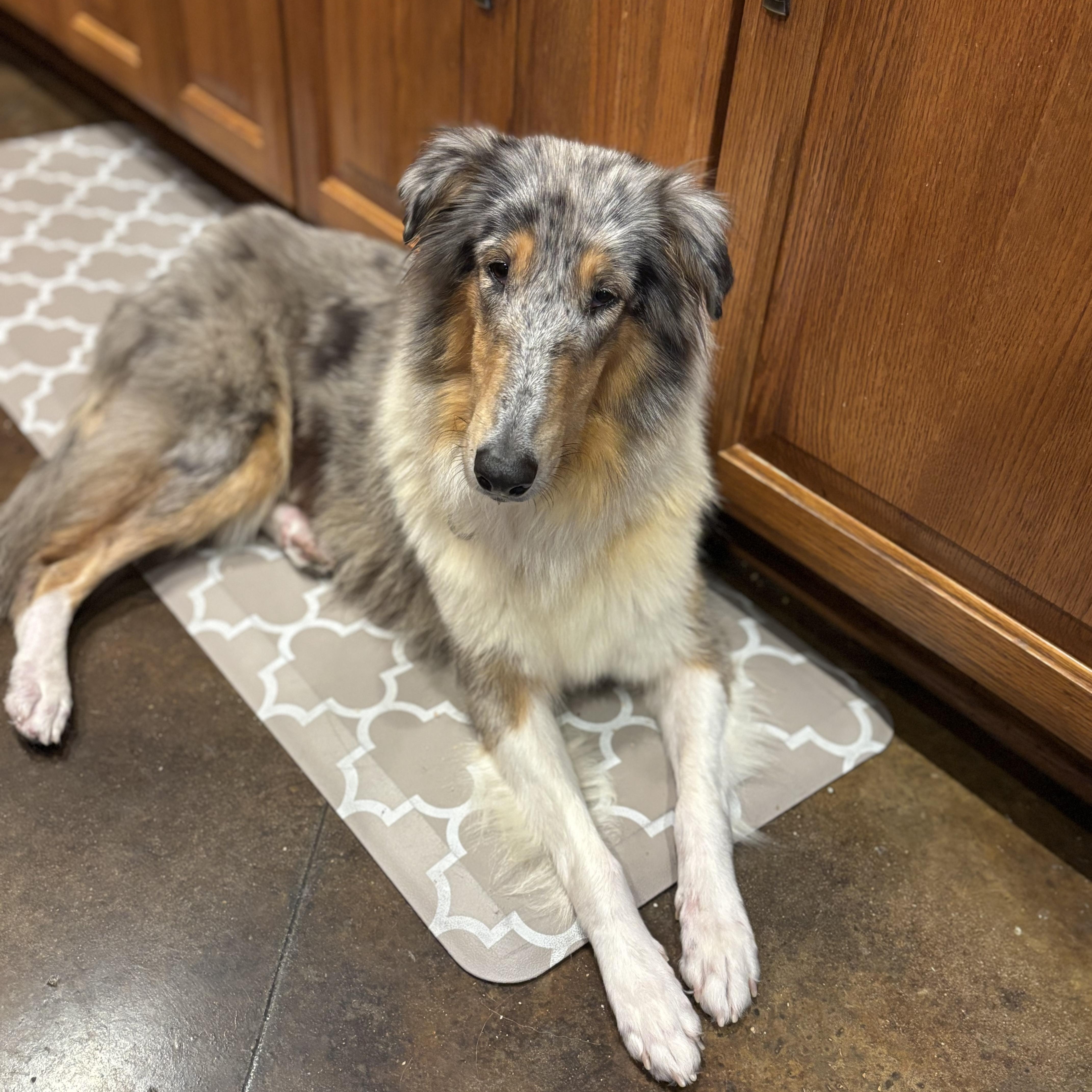 Rhona Rough Collie Dog