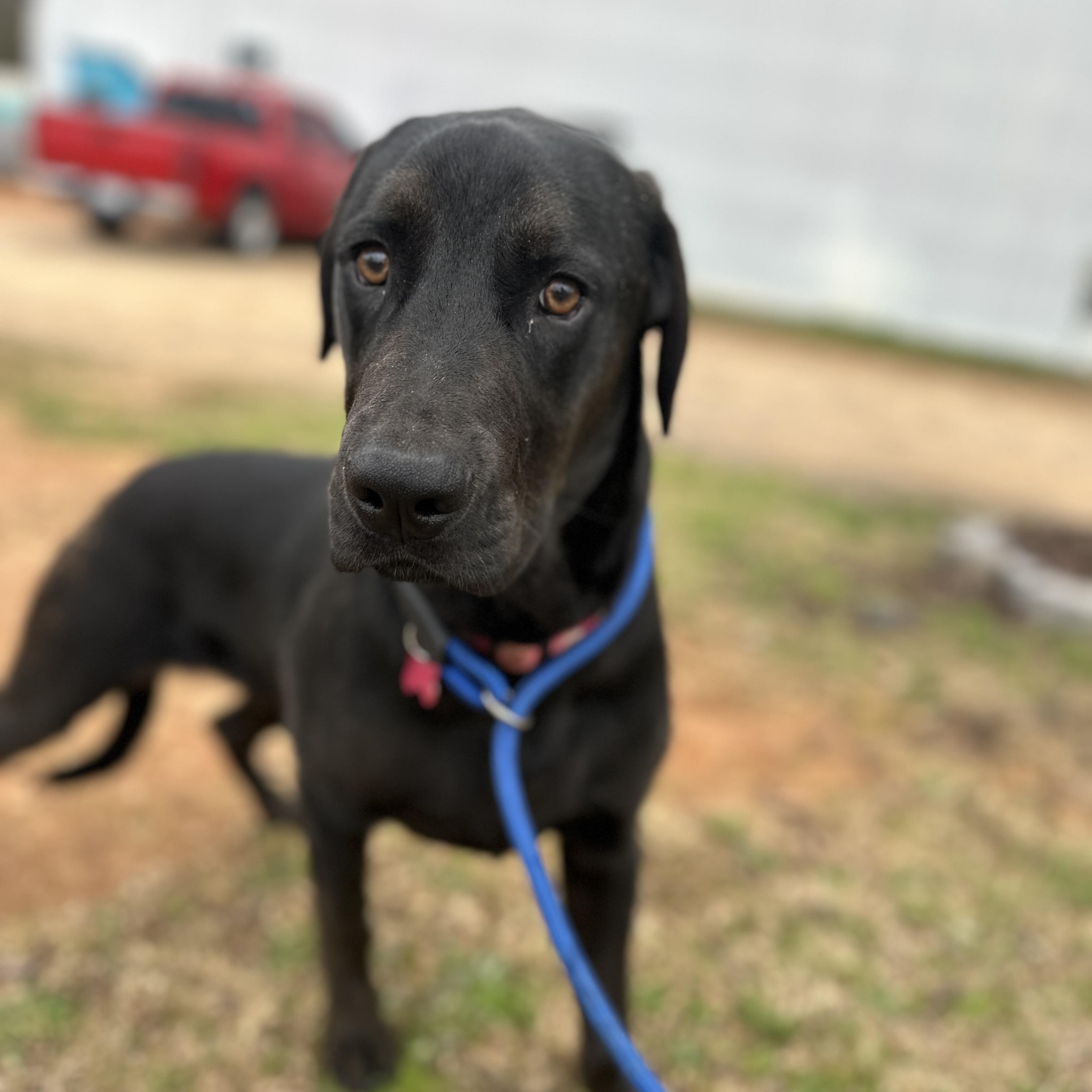 Enlarge Mango, a Adoptable mixed breed in Columbia, SC image 5/6