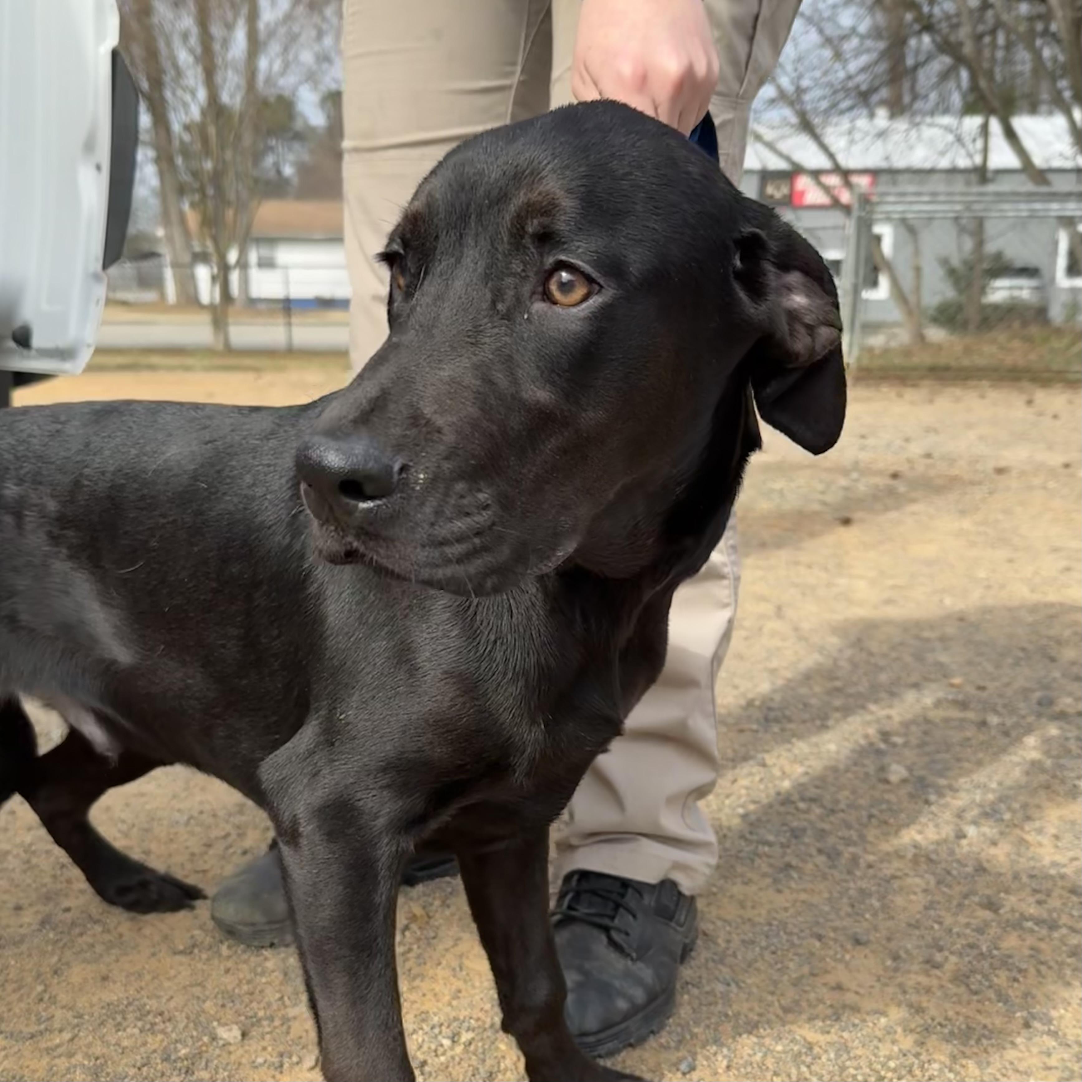 Enlarge Mango, a Adoptable mixed breed in Columbia, SC image 6/6