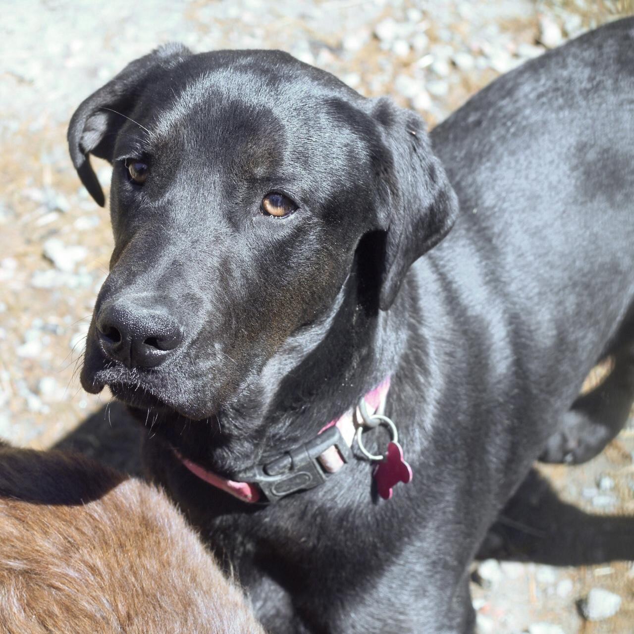 Enlarge Mango, a Adoptable mixed breed in Columbia, SC image 2/6