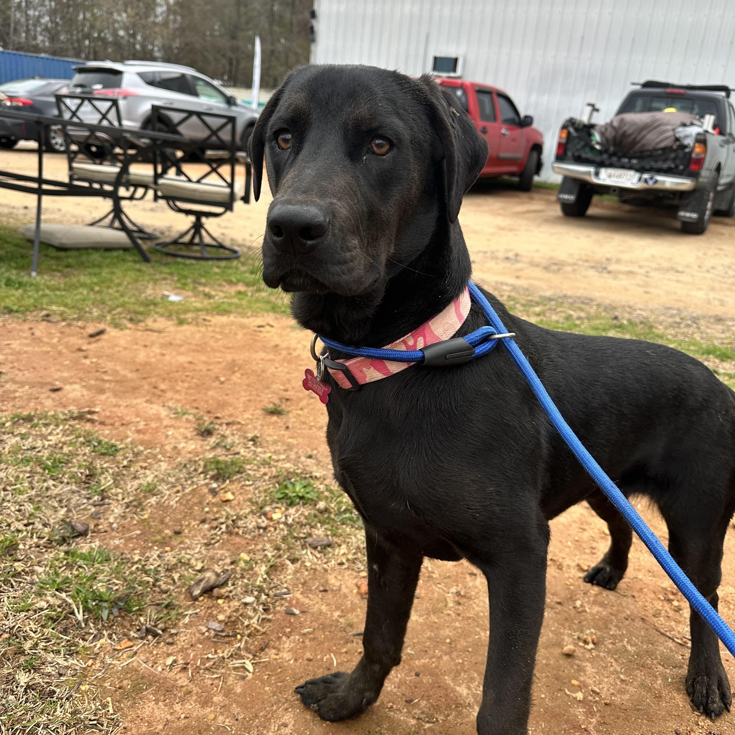 Enlarge Mango, a Adoptable mixed breed in Columbia, SC image 4/6