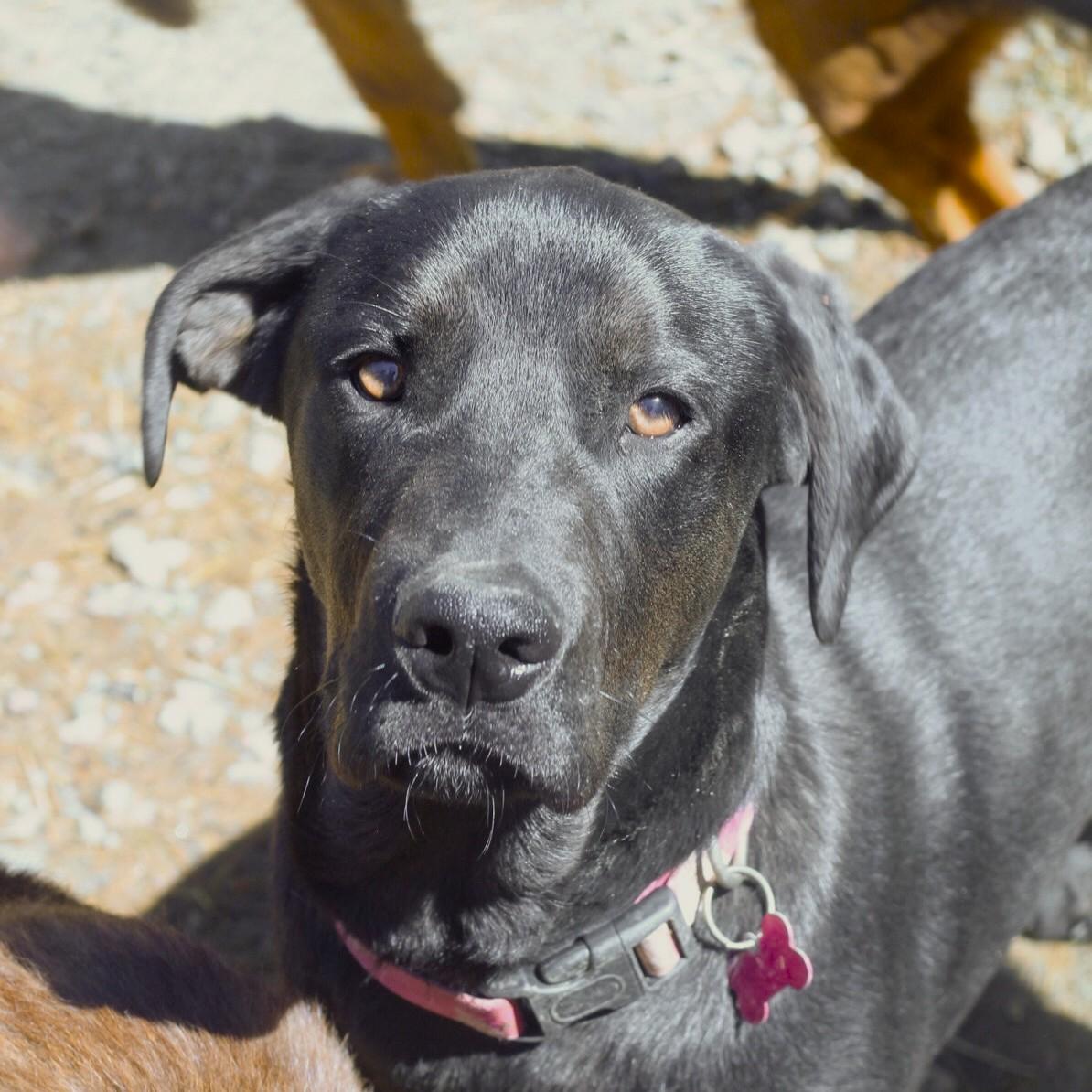 Enlarge Mango, a Adoptable mixed breed in Columbia, SC image 1/6