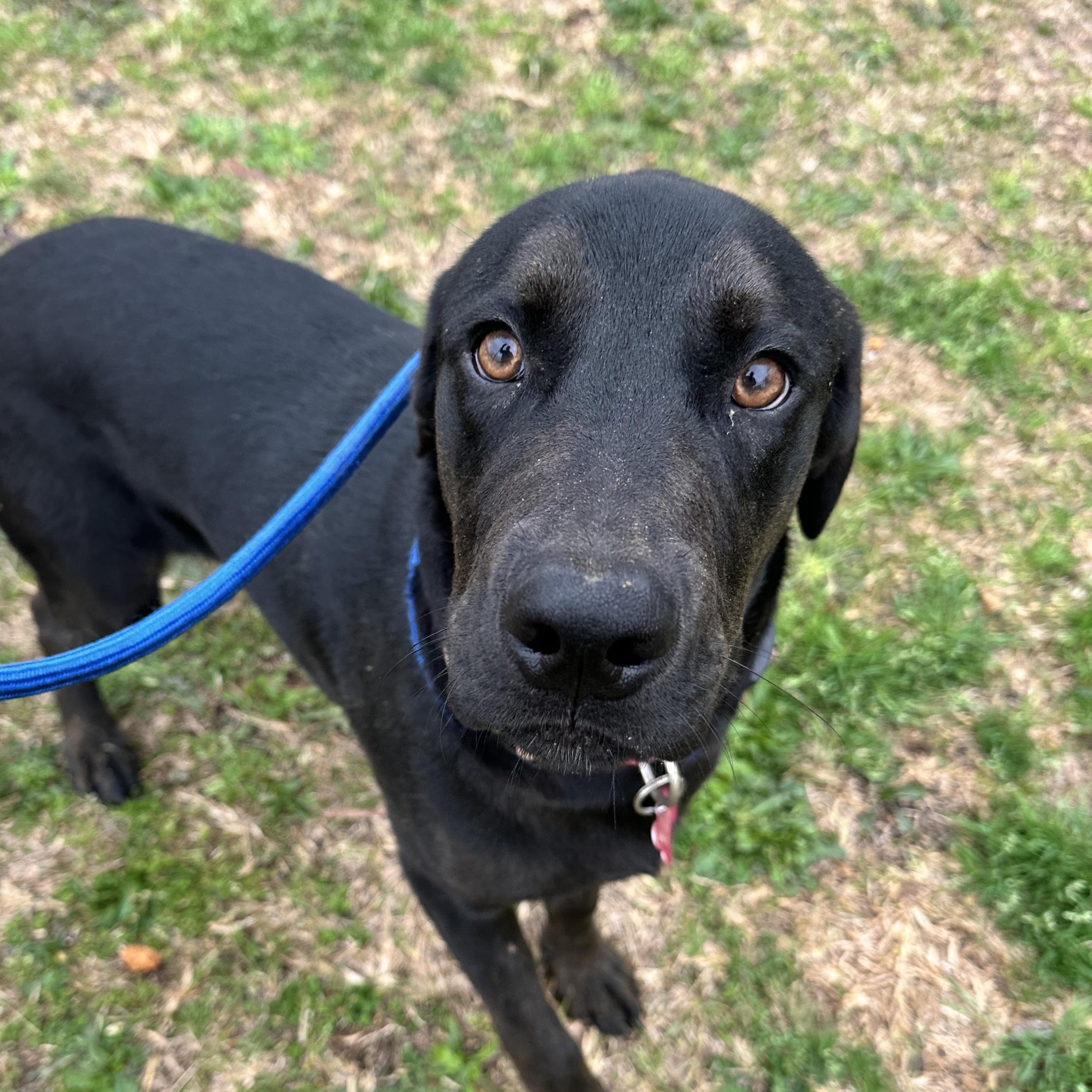 Enlarge Mango, a Adoptable mixed breed in Columbia, SC image 3/6