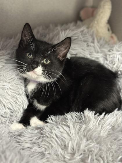 -Camila, adopted, Kitten Female Tuxedo & Domestic Short Hair.